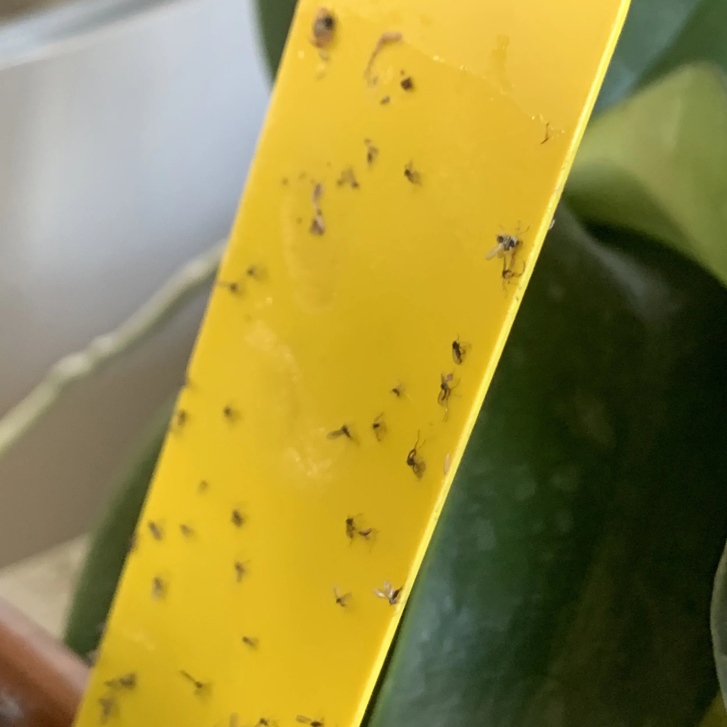 Fungus Gnats: PGC Best Practices