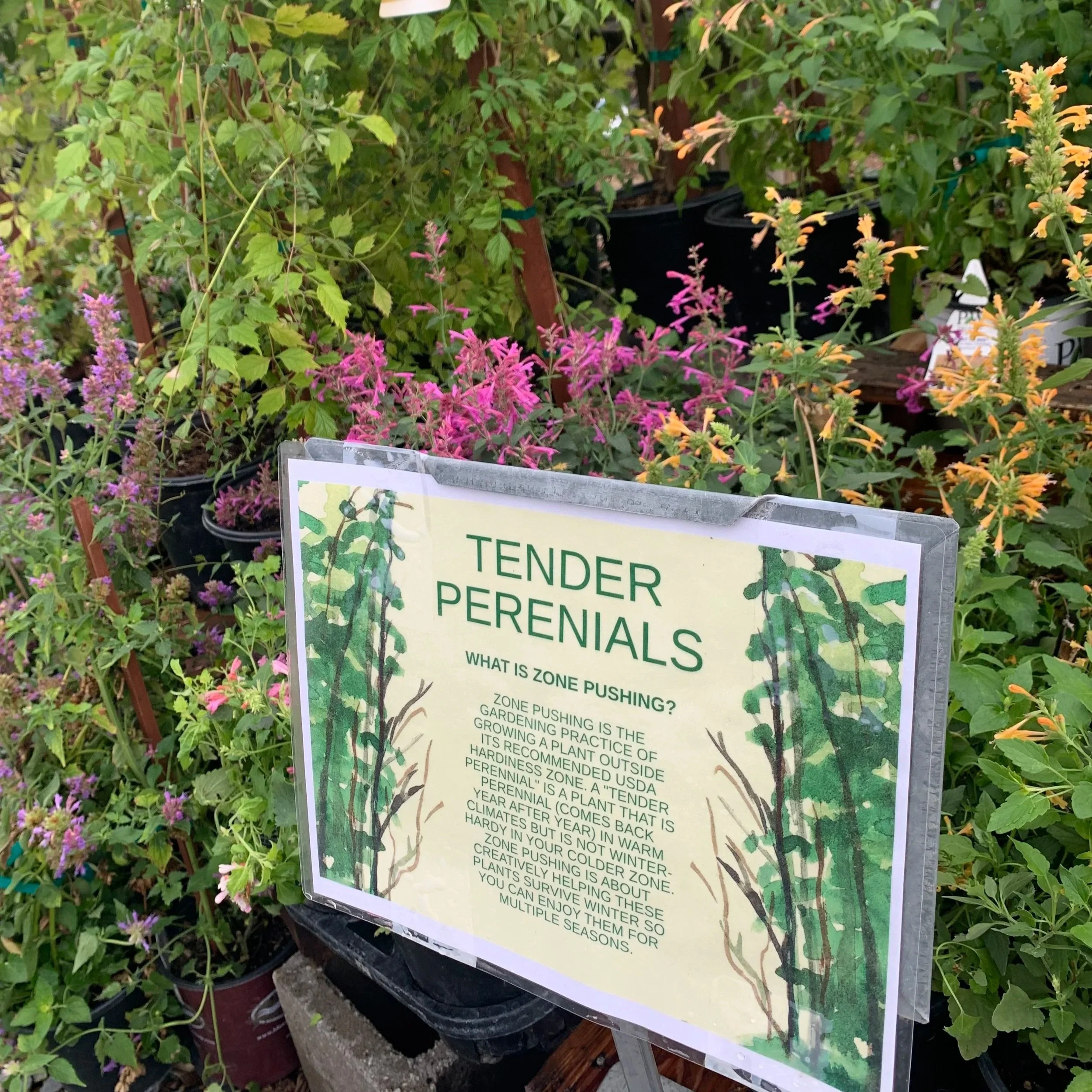 Zone Pushing, Montana Edition