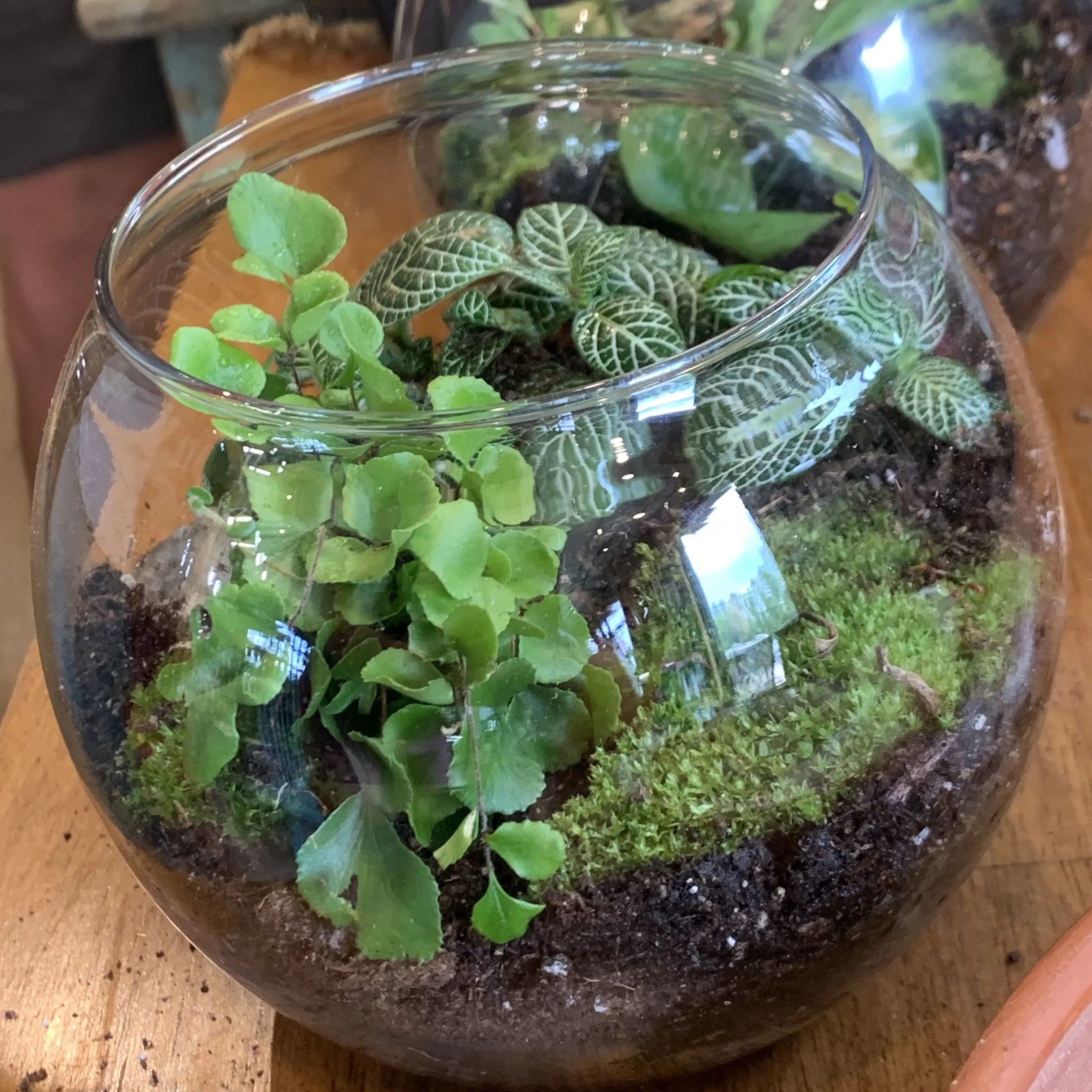 Terrarium Demo & Special