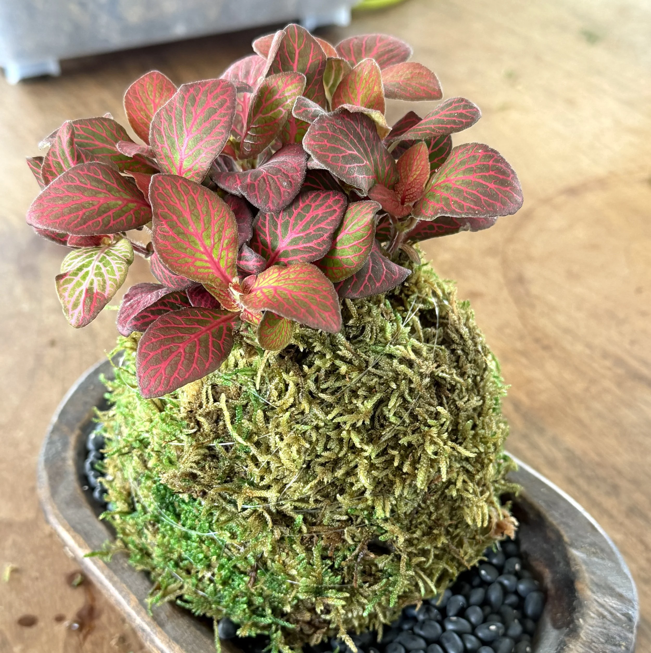 Indoor Plant DIY