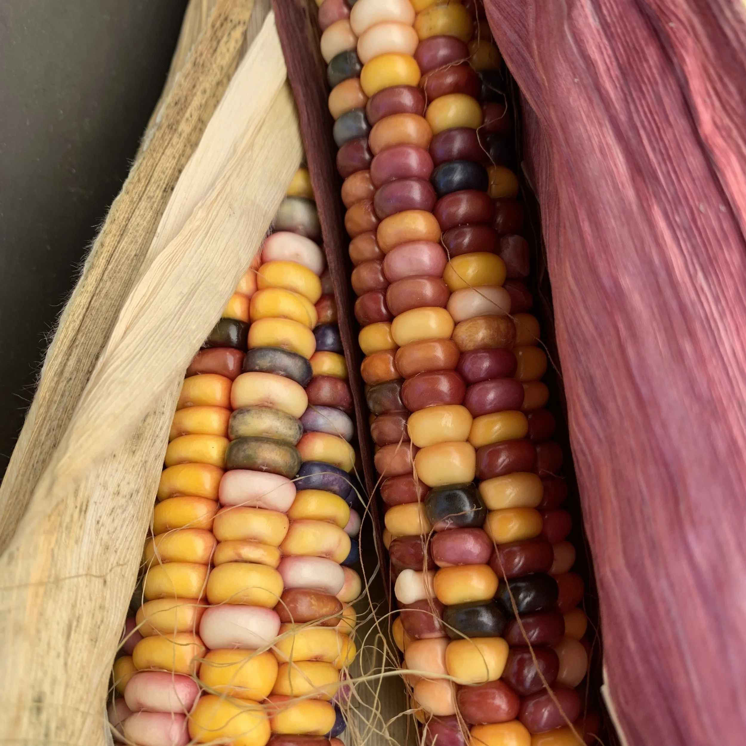Harvest Fest - Family Friendly &amp; FREE!