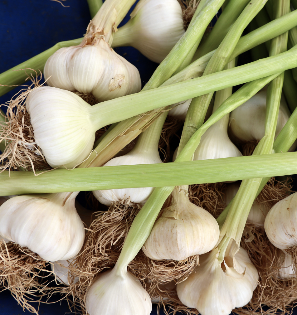 Class - Garlic &amp; Fall Cleanup Tips