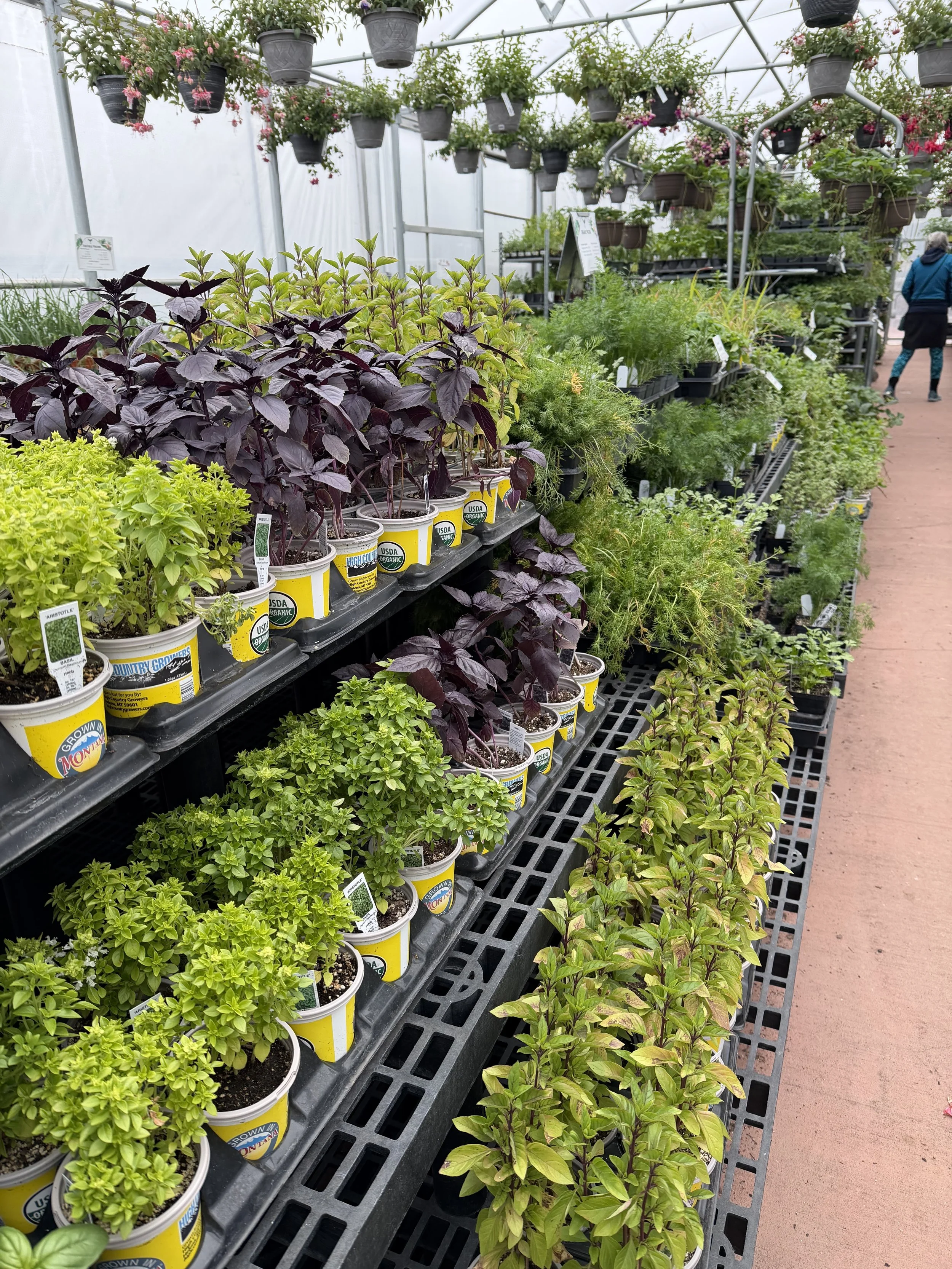 Photo of Herbs in Greenhouse