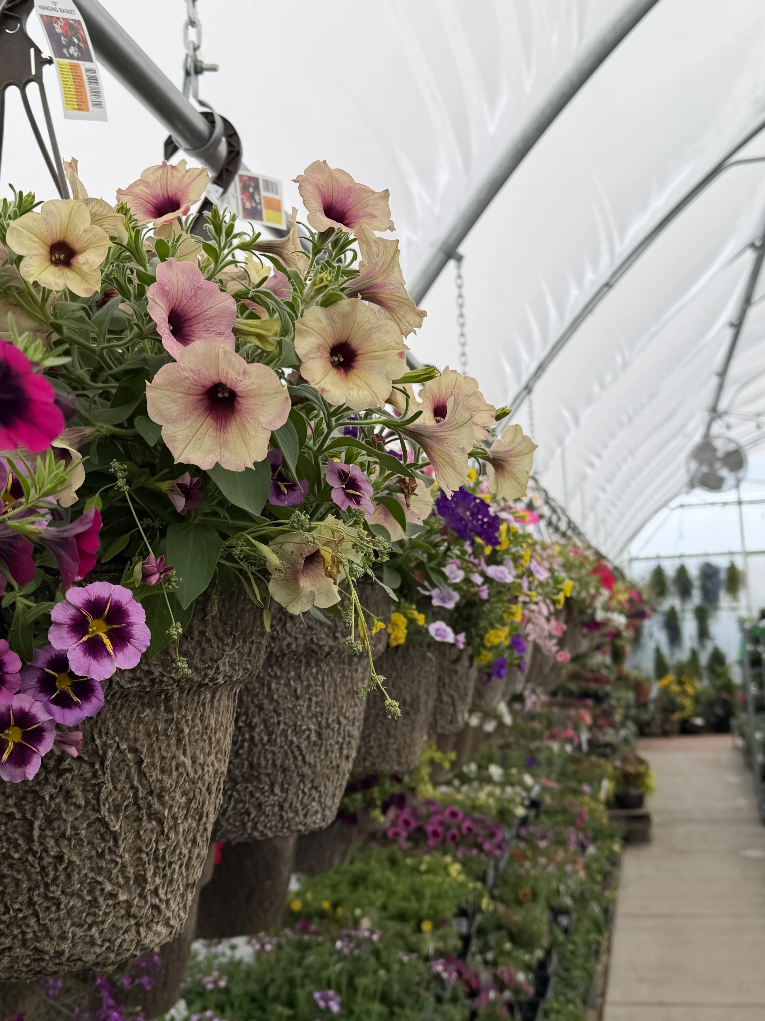 Photo of Hanging Flower Baskets