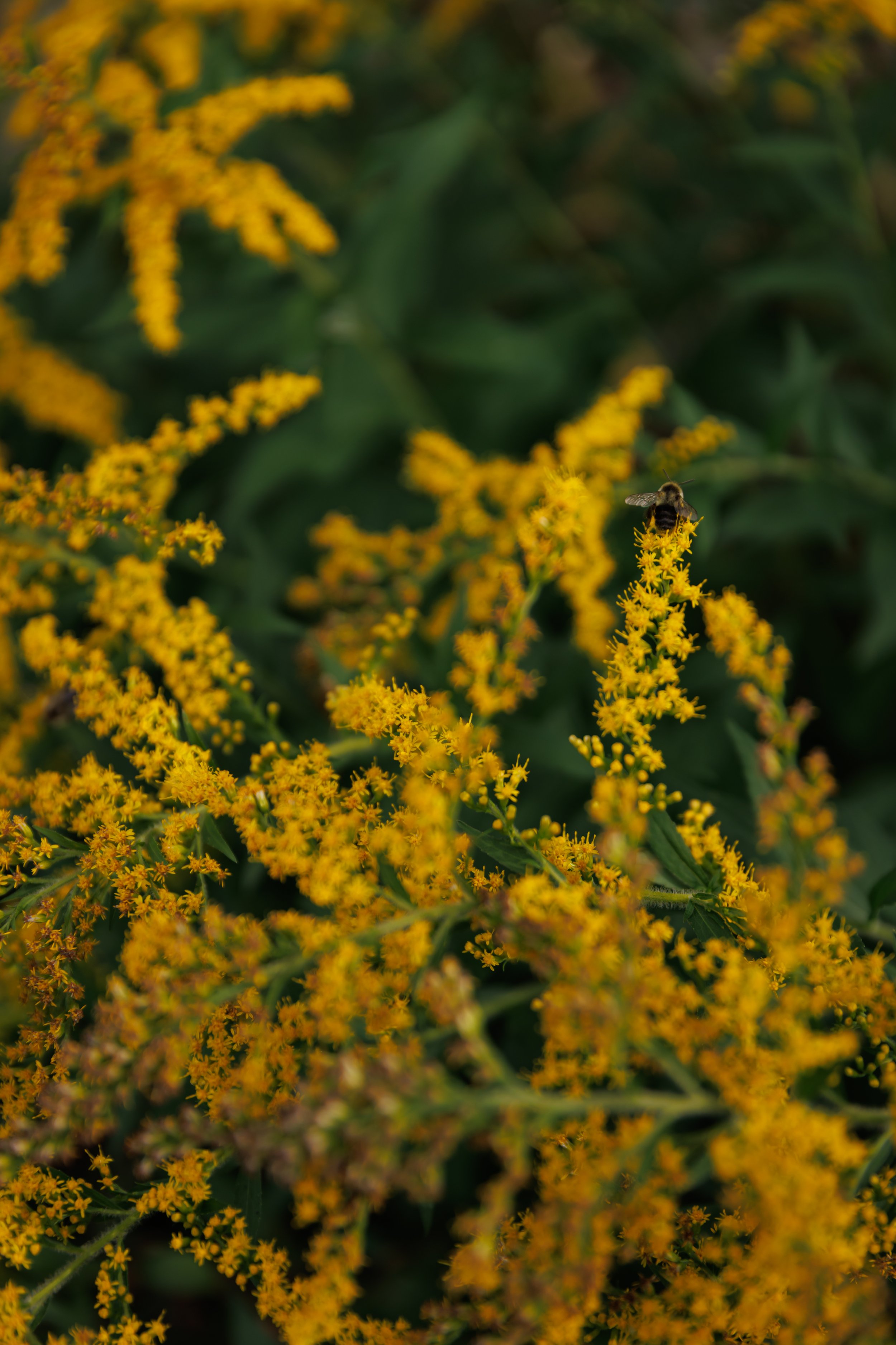 CarolineZimmerPhotography-1.jpg