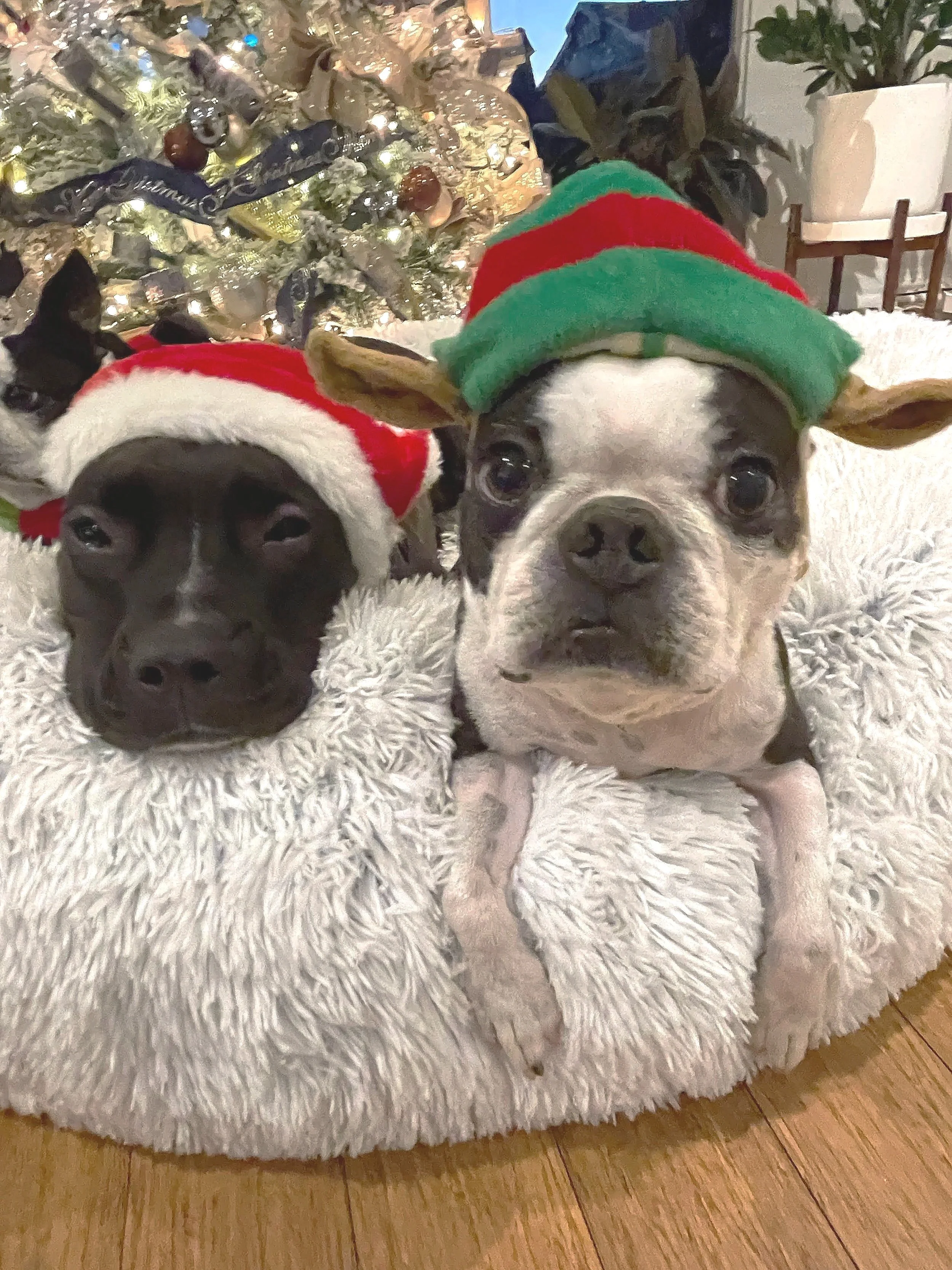 Kissa in Santa hat with Smidge with her elf ears