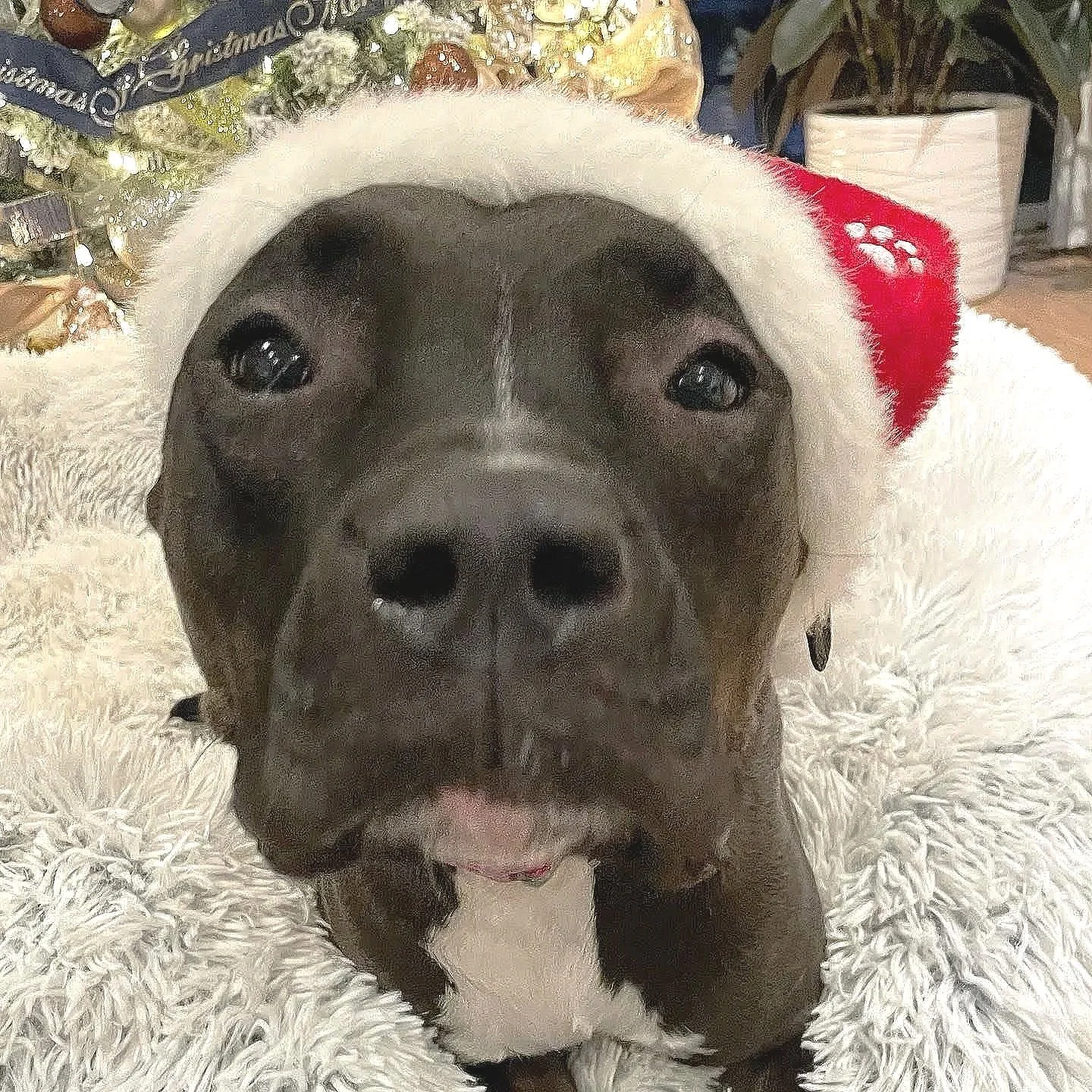 Sweet Kissa in a Santa hat