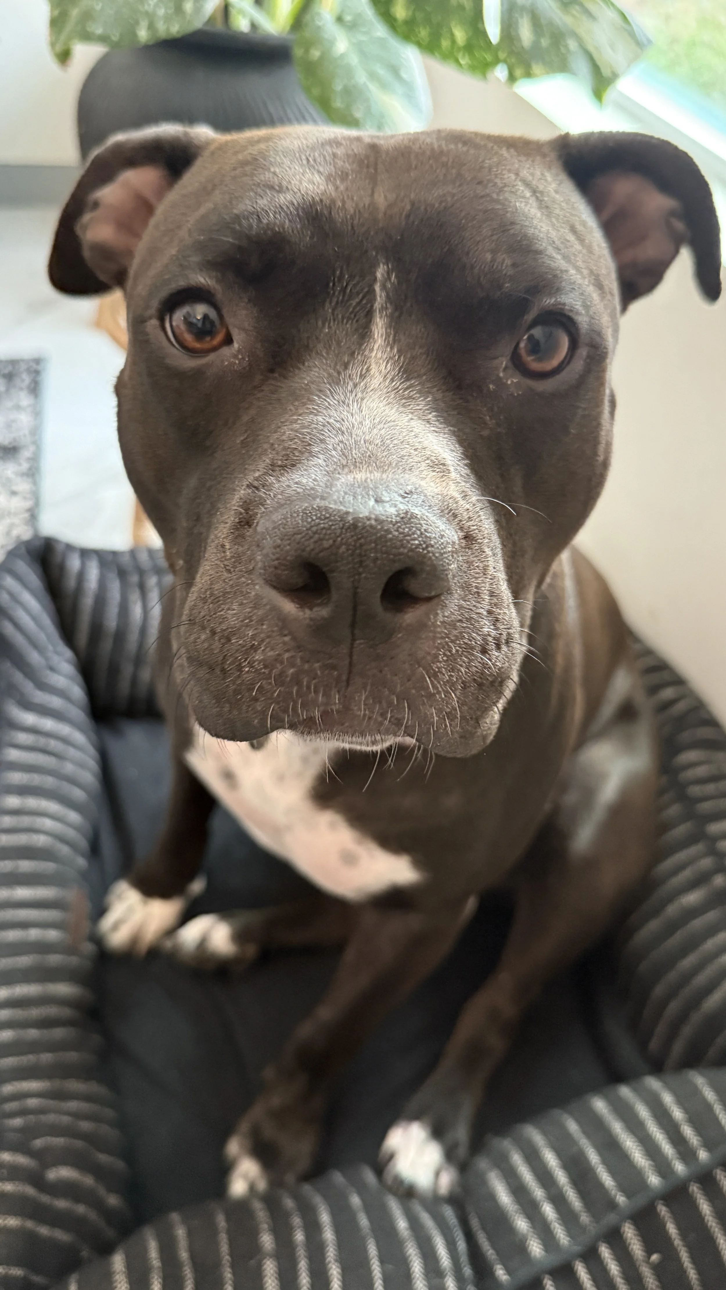 Luna, Pet Loss Therapy Dog