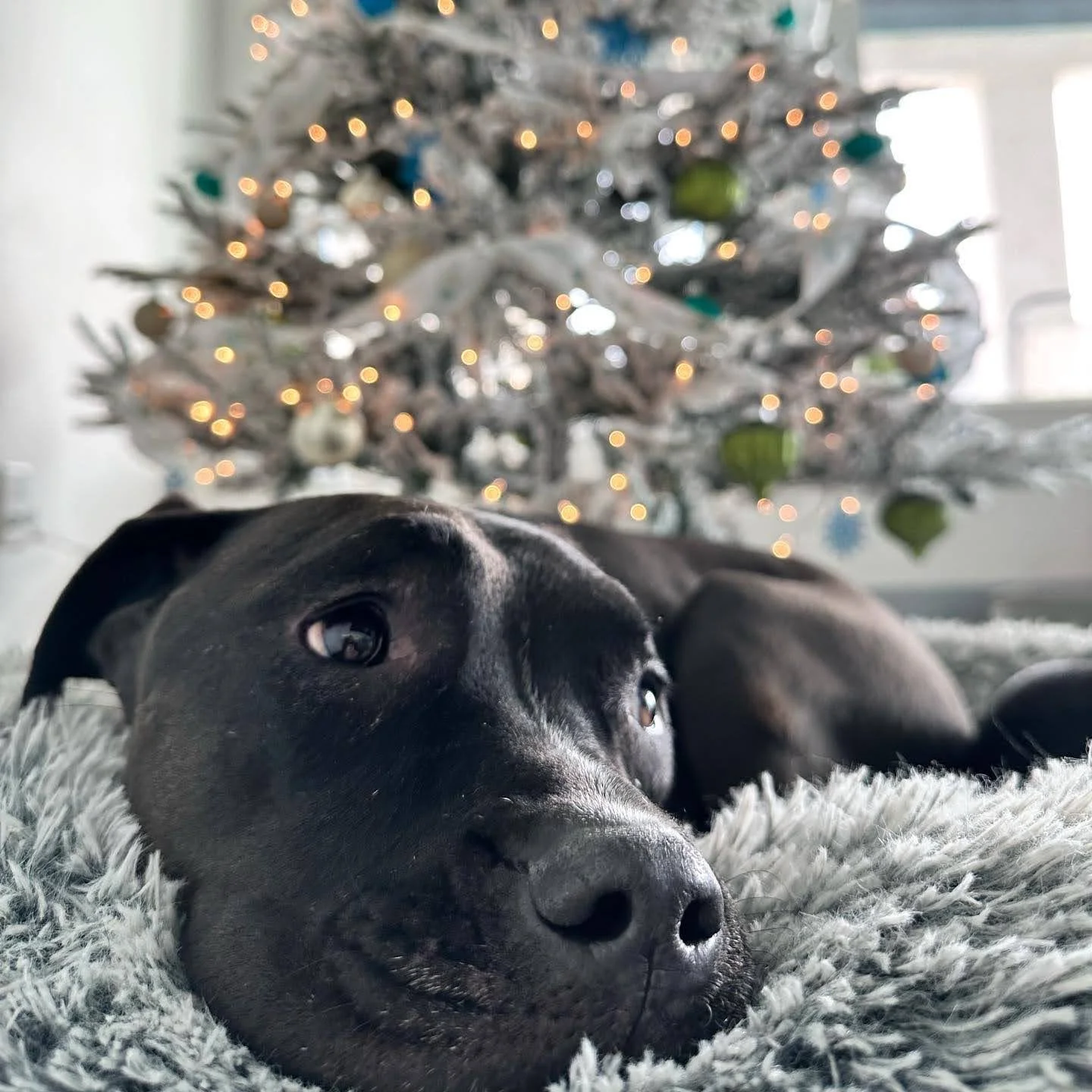 Kissa the pit bull rescue cozy in front of a Christmas tree