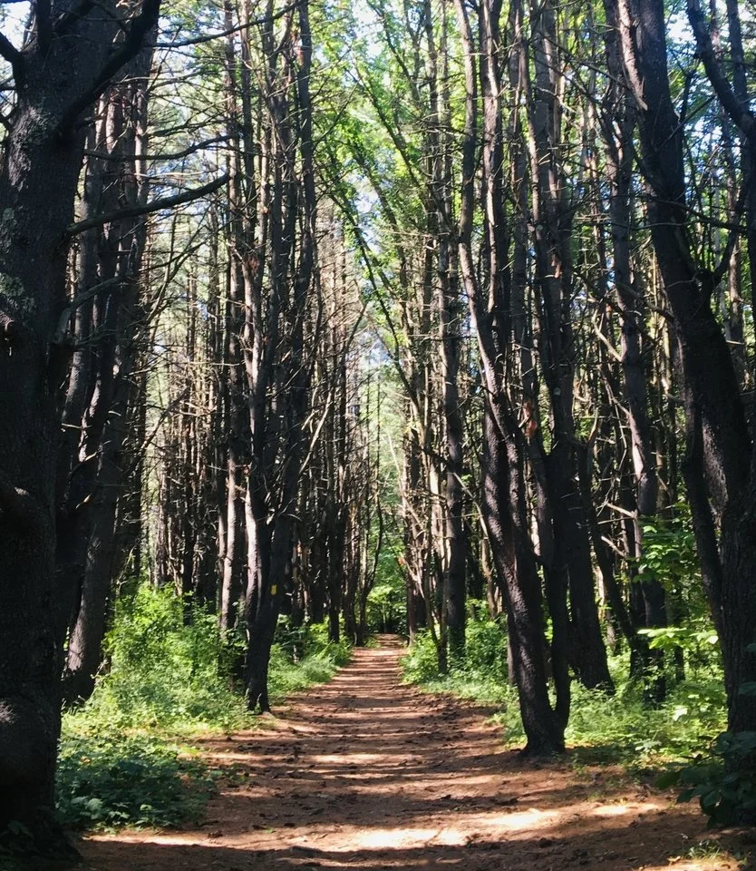 path in woods, Anxiety therapy in NH