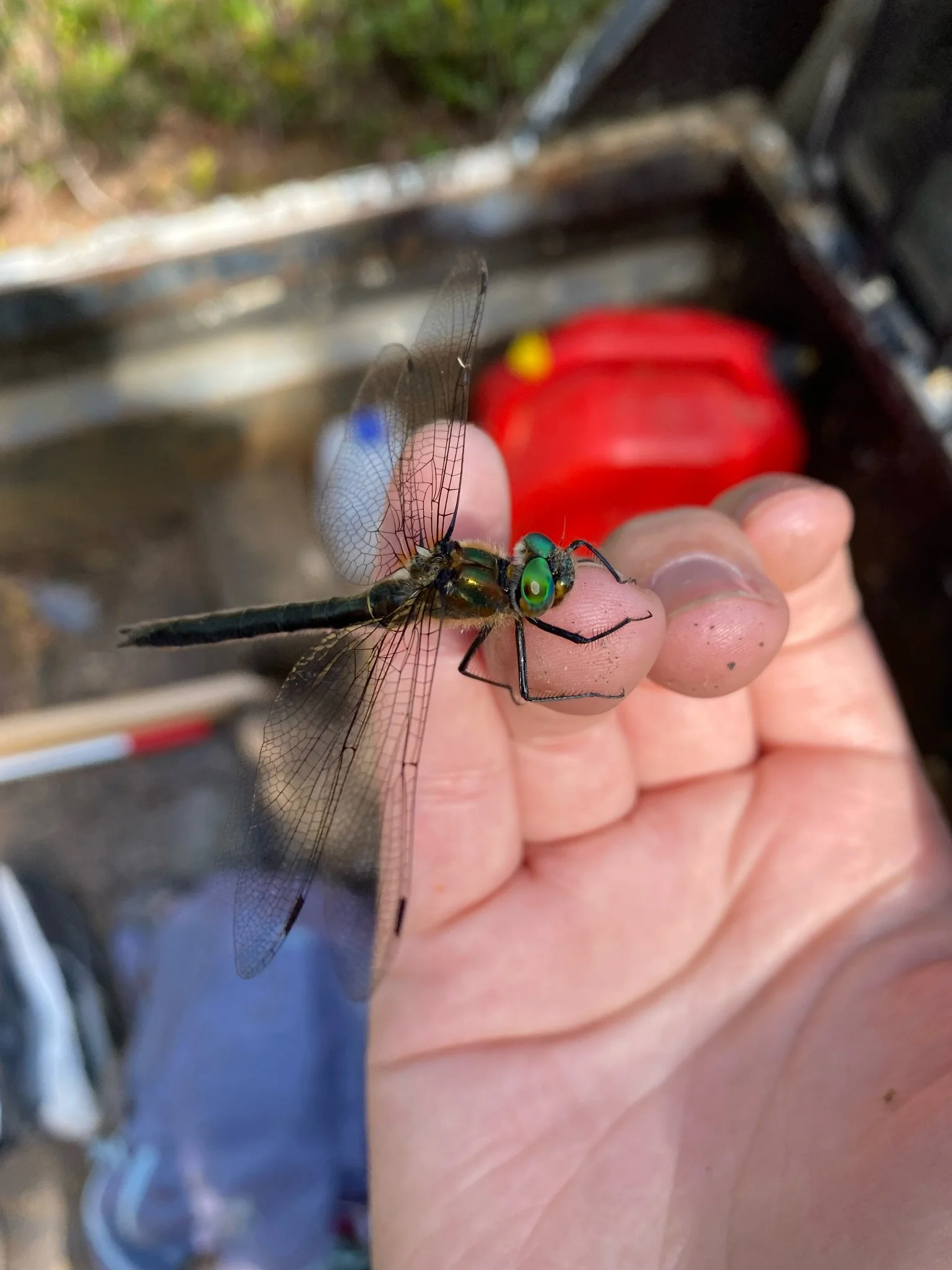 Valdes Island Bioblitz 2026