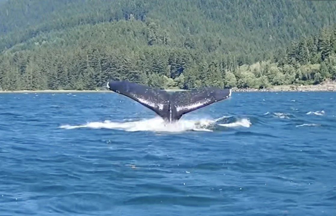 How whales struggle to navigate in a sea of noise pollution