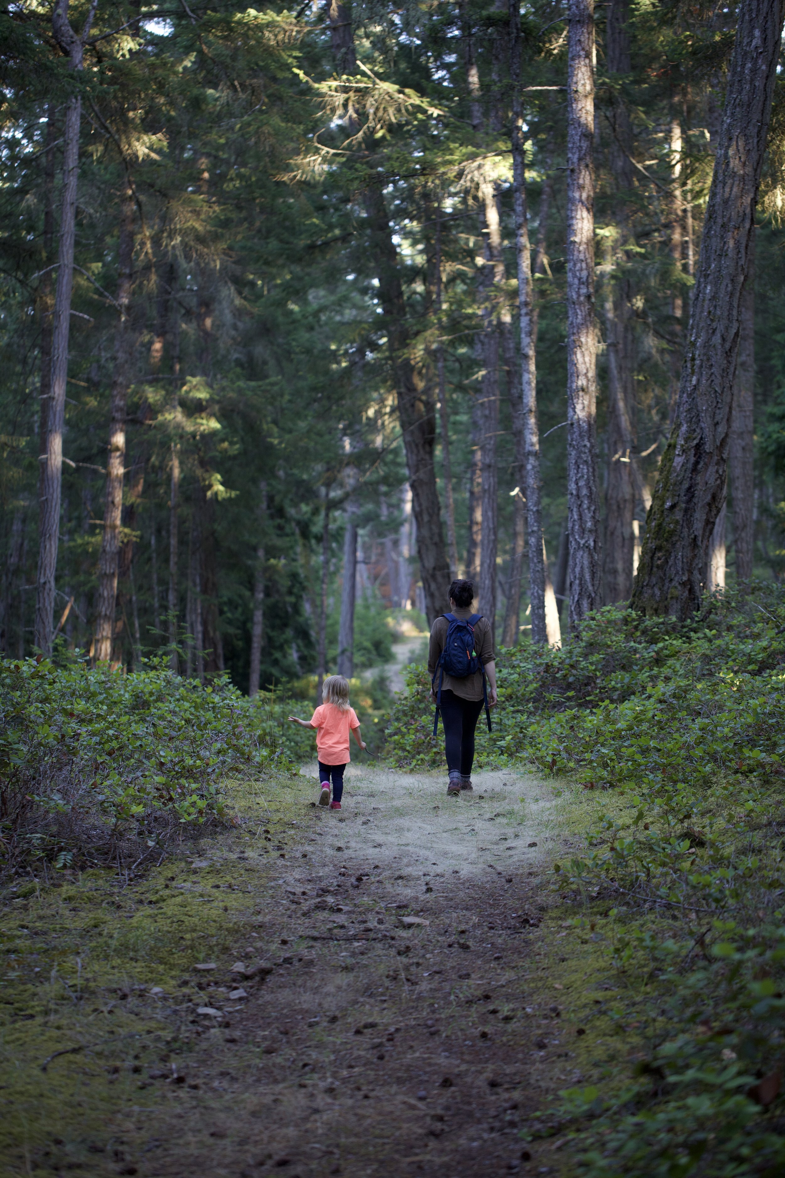 Forest trails
