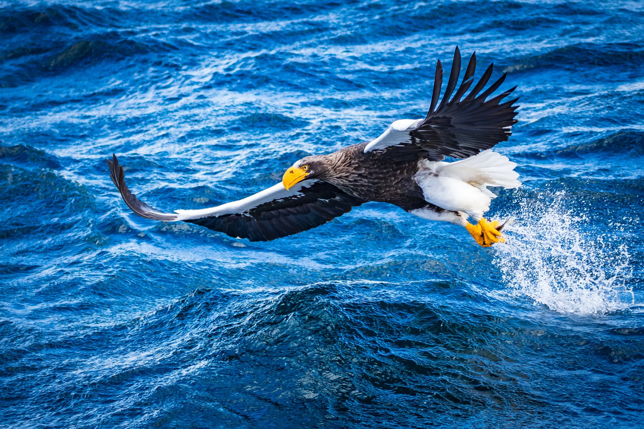 Steller's Sea Eagle 1