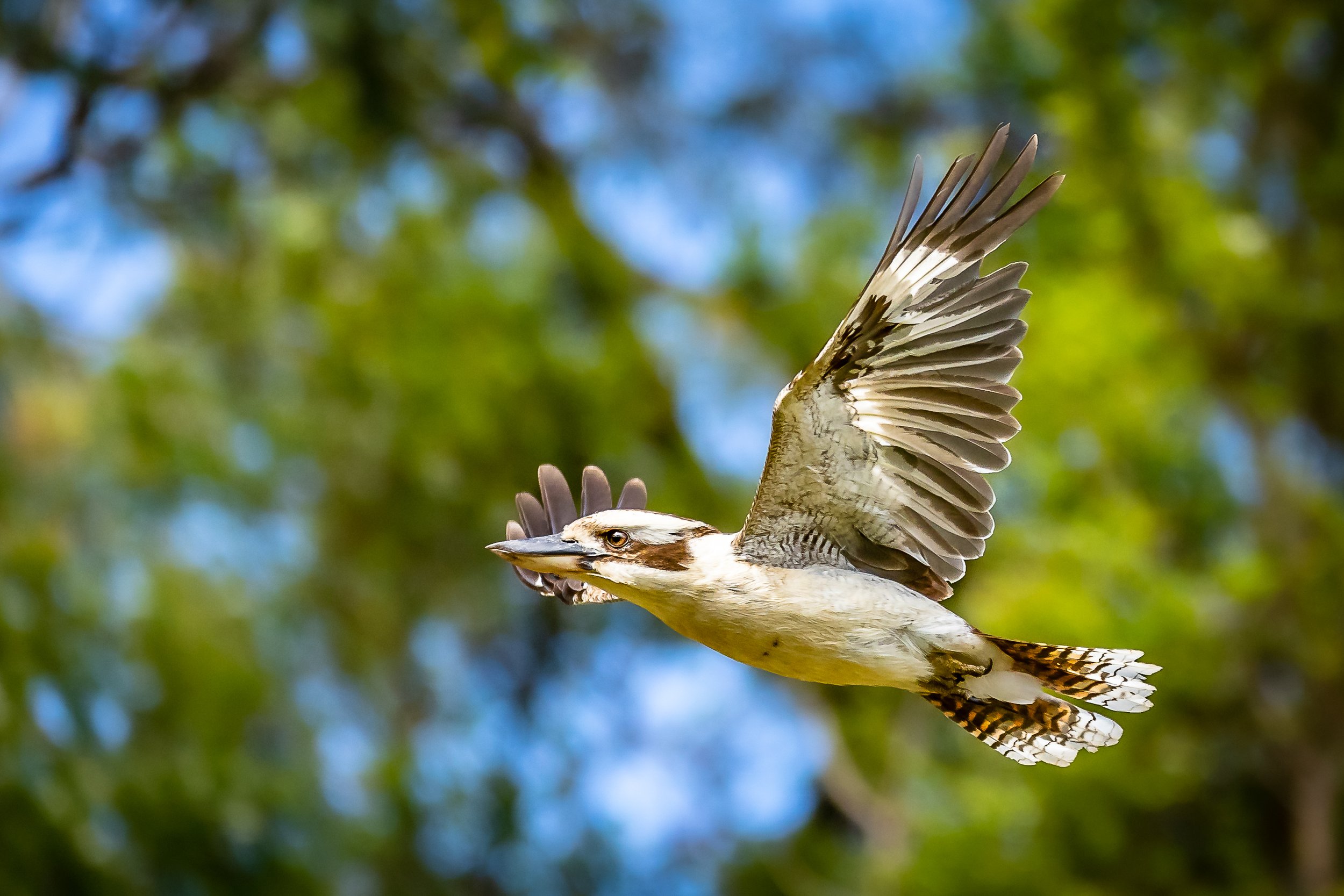 Laughing Kookaburra, Tasmania