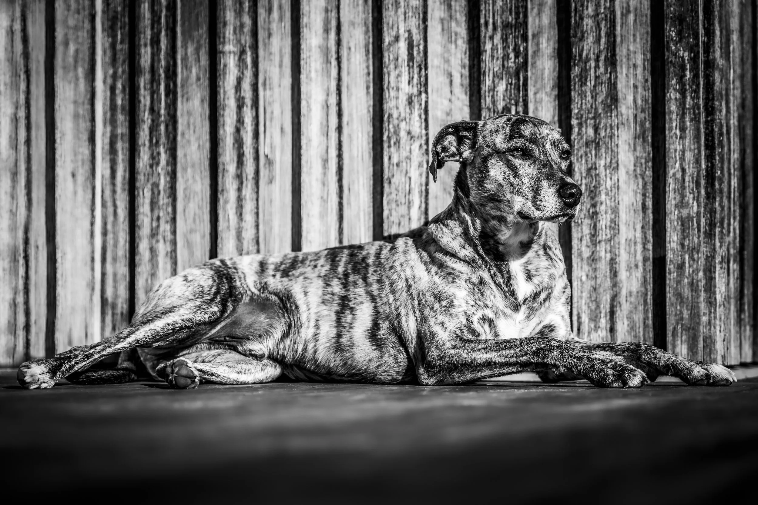 _40A9583-Edit.jpg