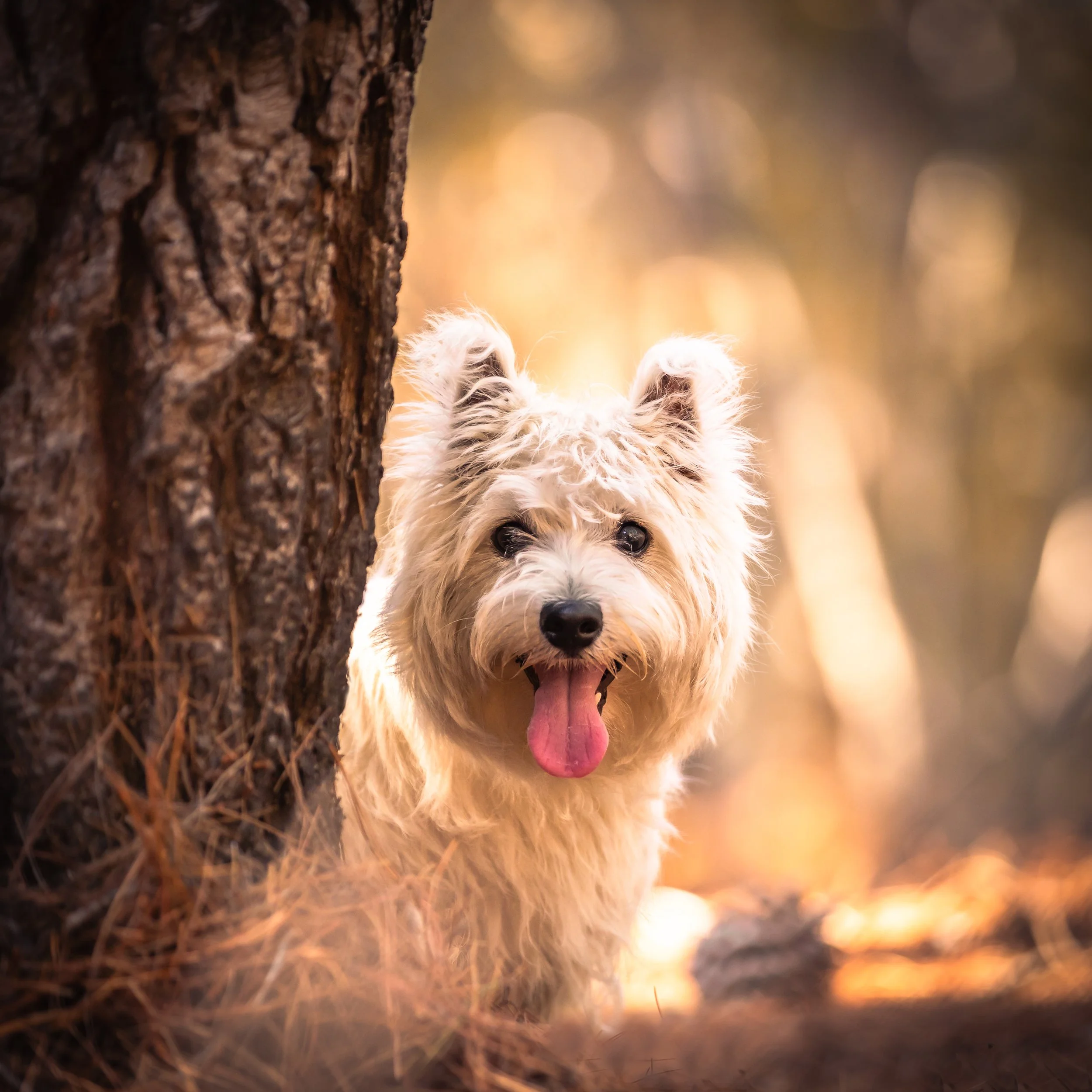 _40A1511-Edit.jpg