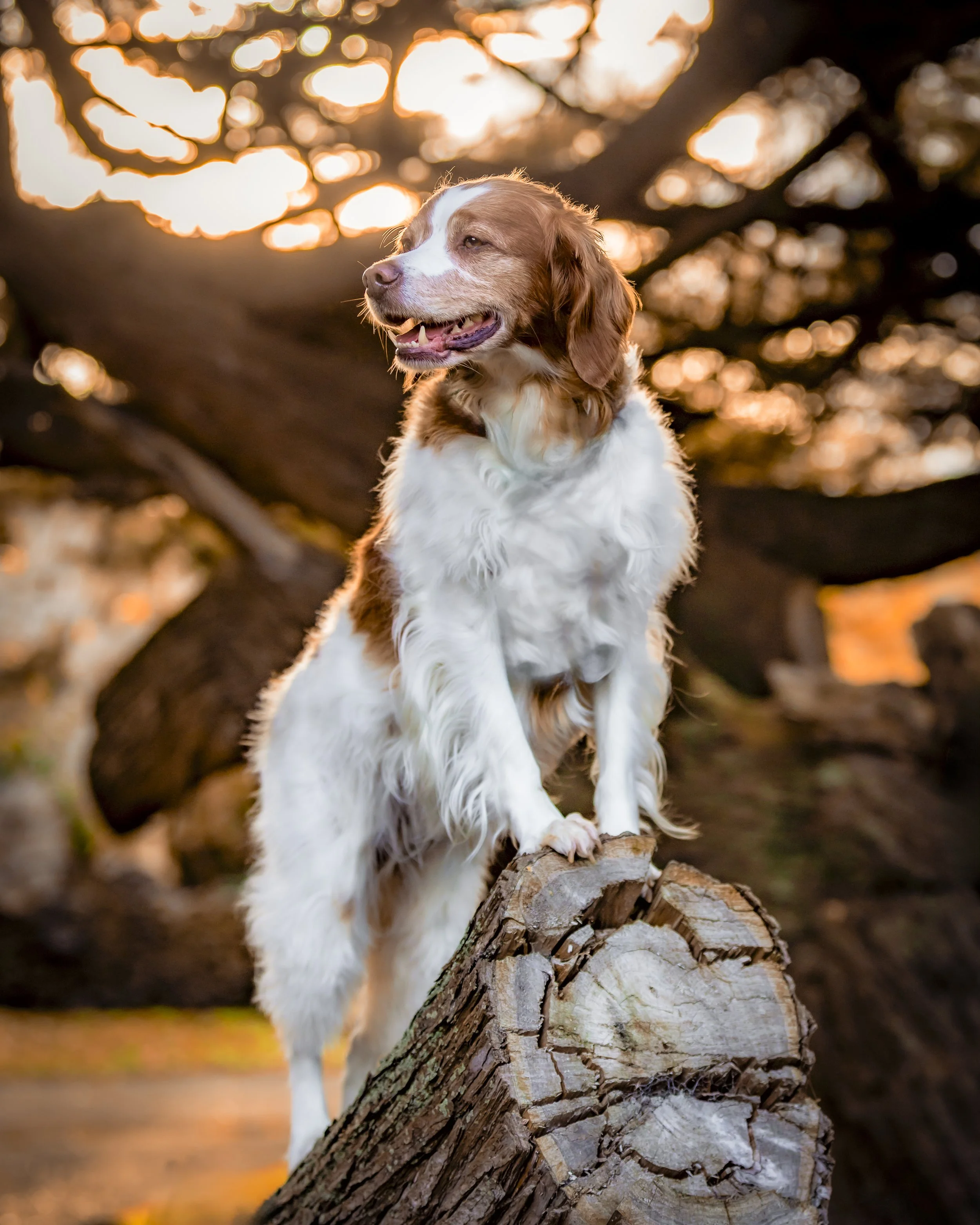 _40A7436-Edit.jpg