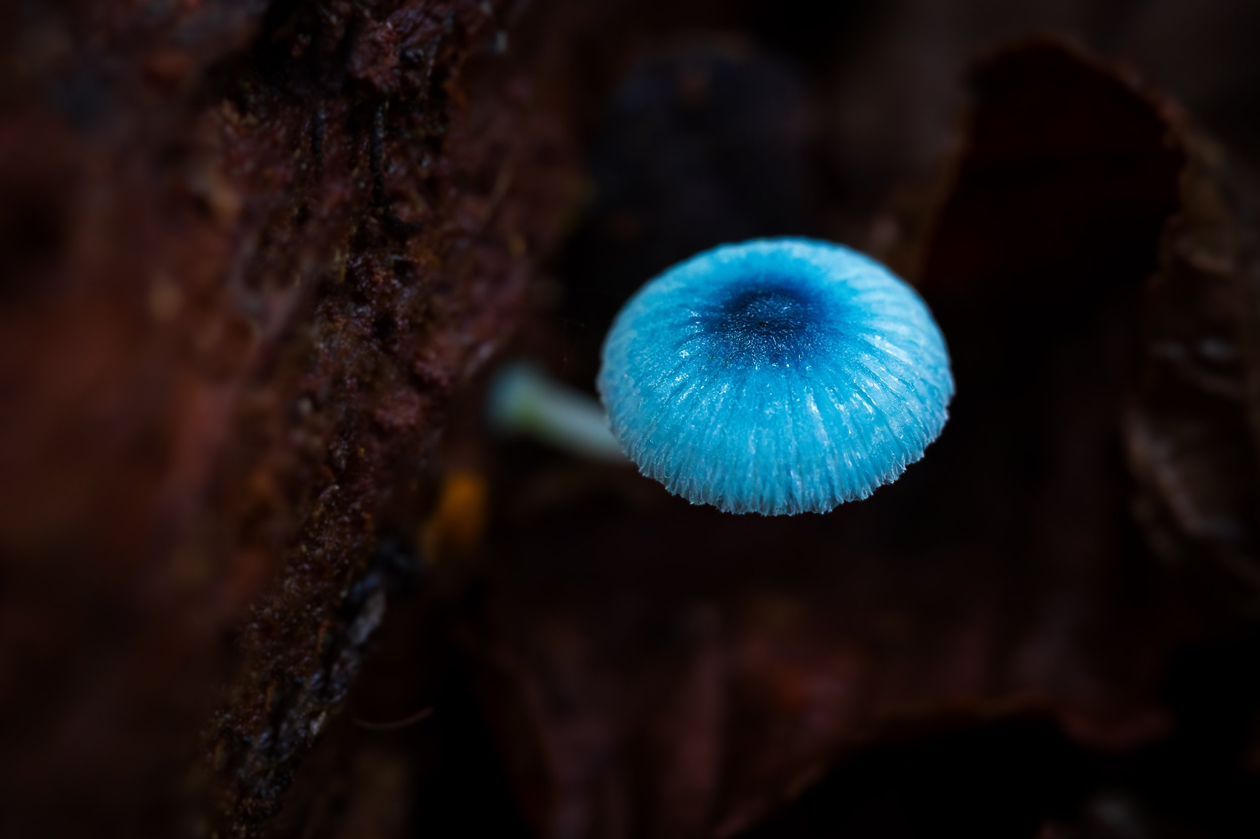 _40A1282-Enhanced-NR-Edit.jpg