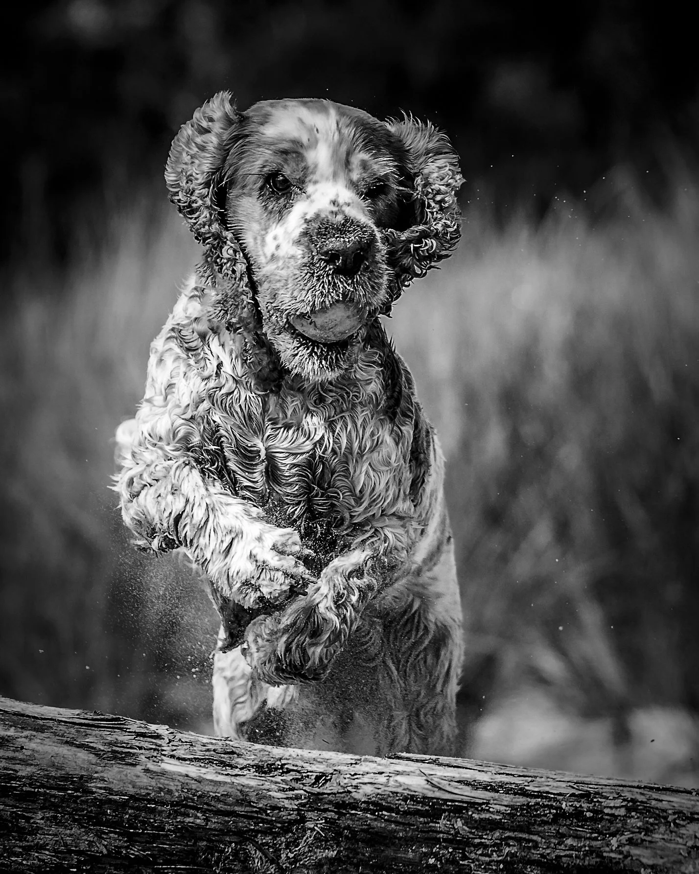 _40A4174-Edit.jpg