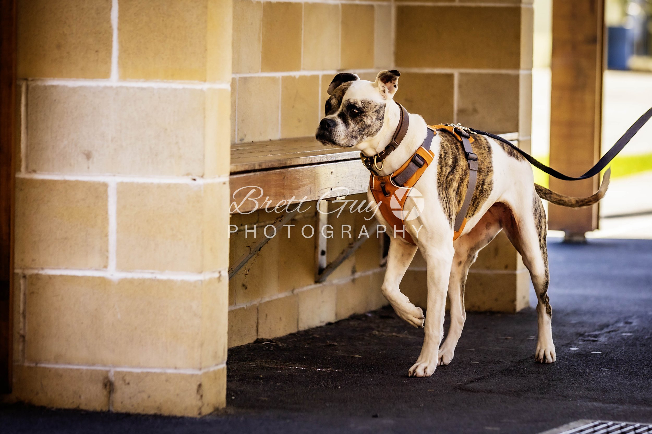 66