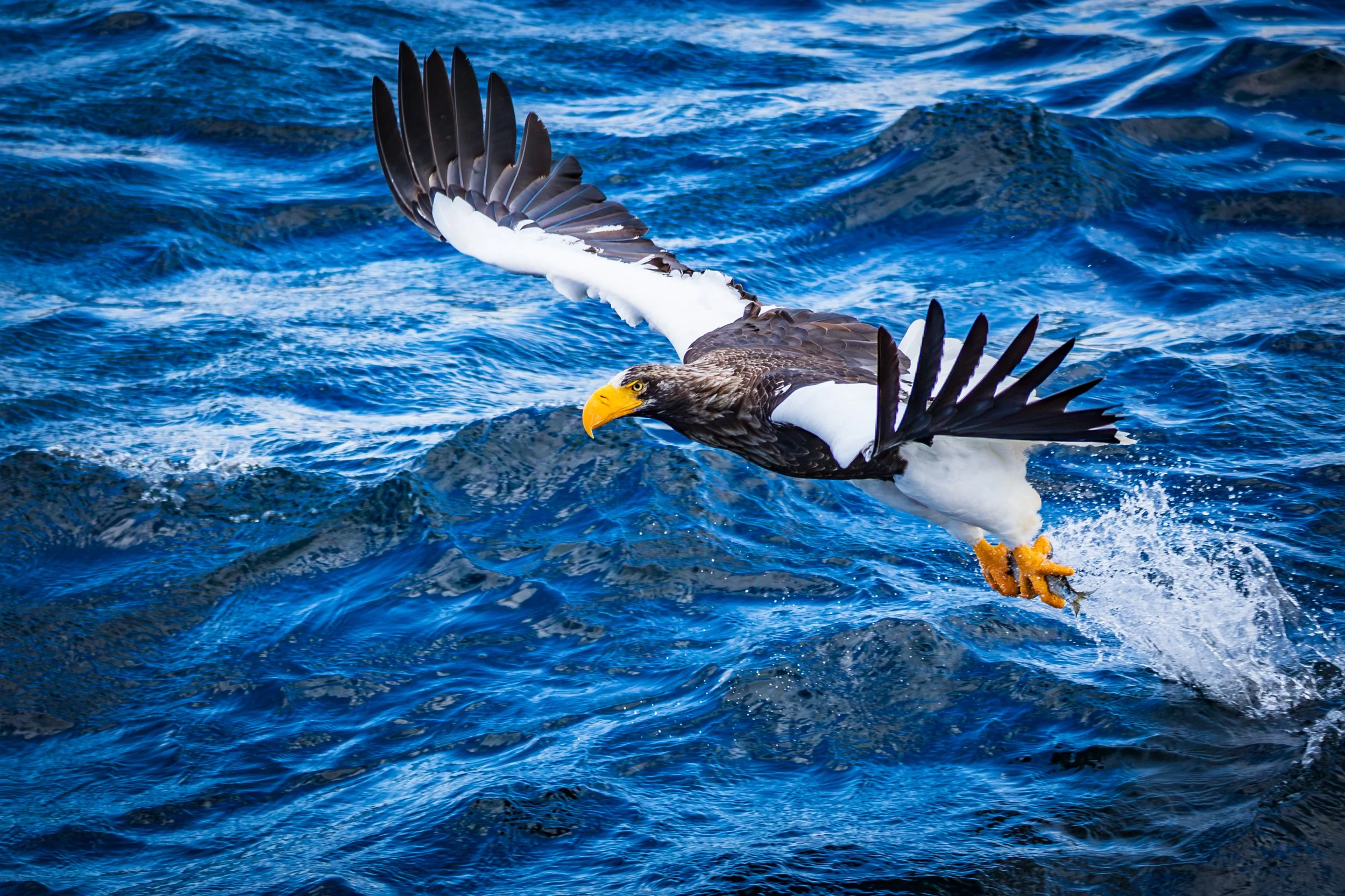 Stellers Sea Eagle 2