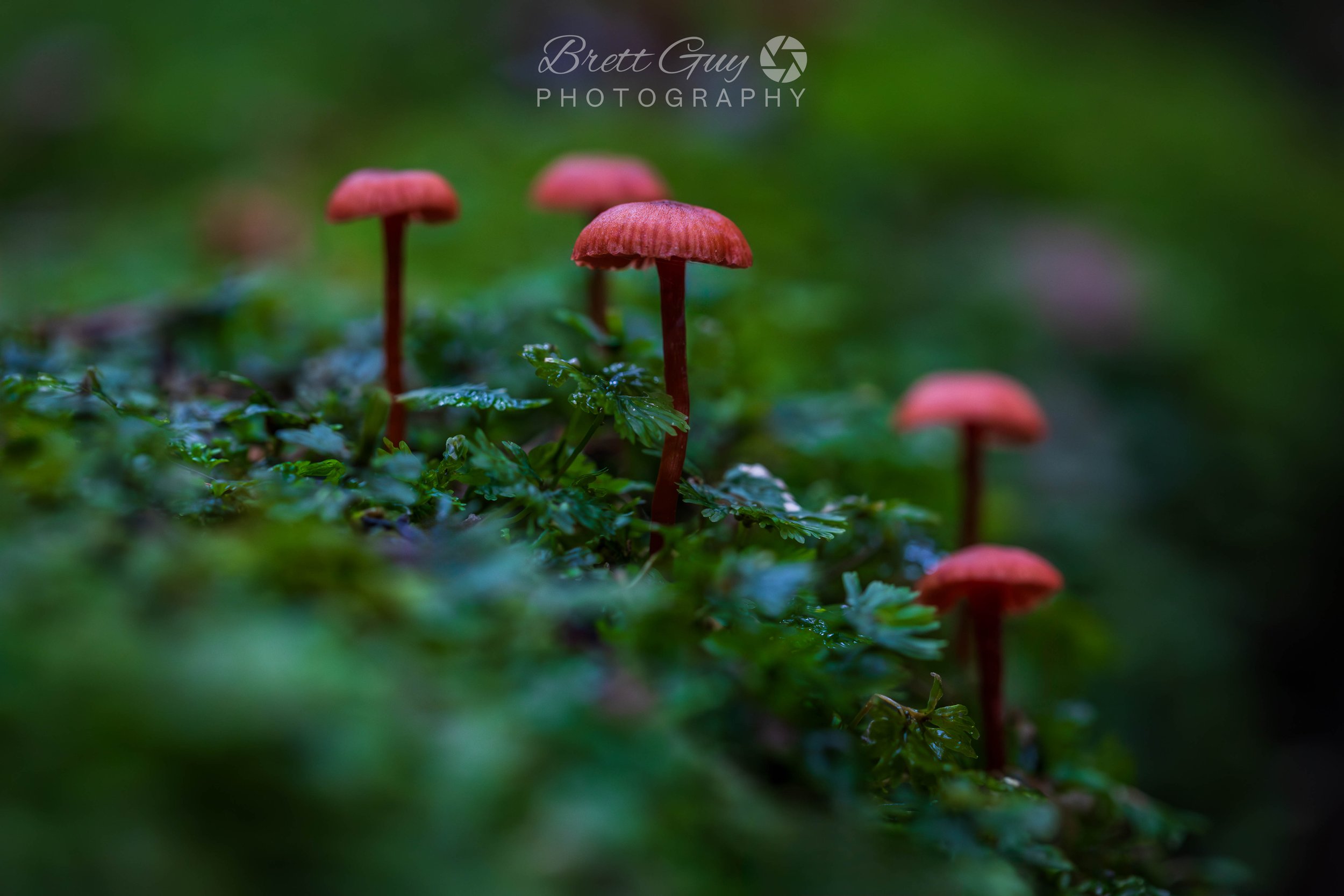 _40A3954-Enhanced-NR-Edit.jpg