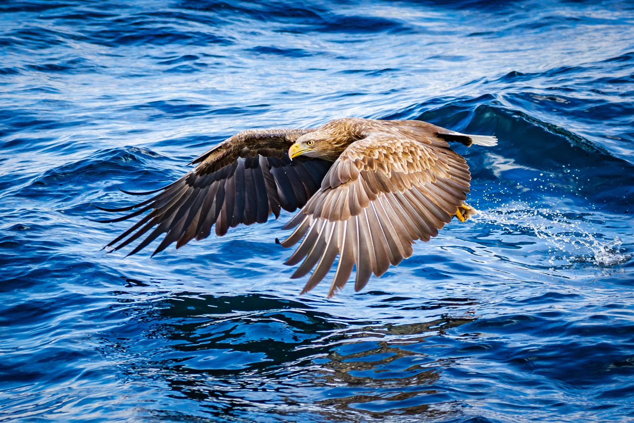 White Tailed Eagle 1