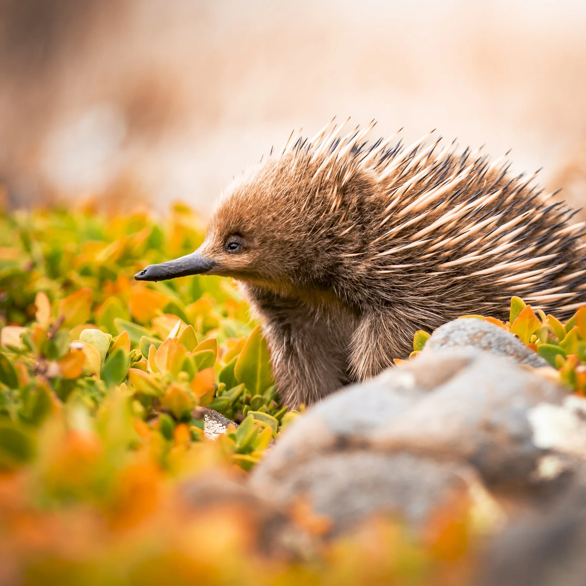 Short Beaked Echidna