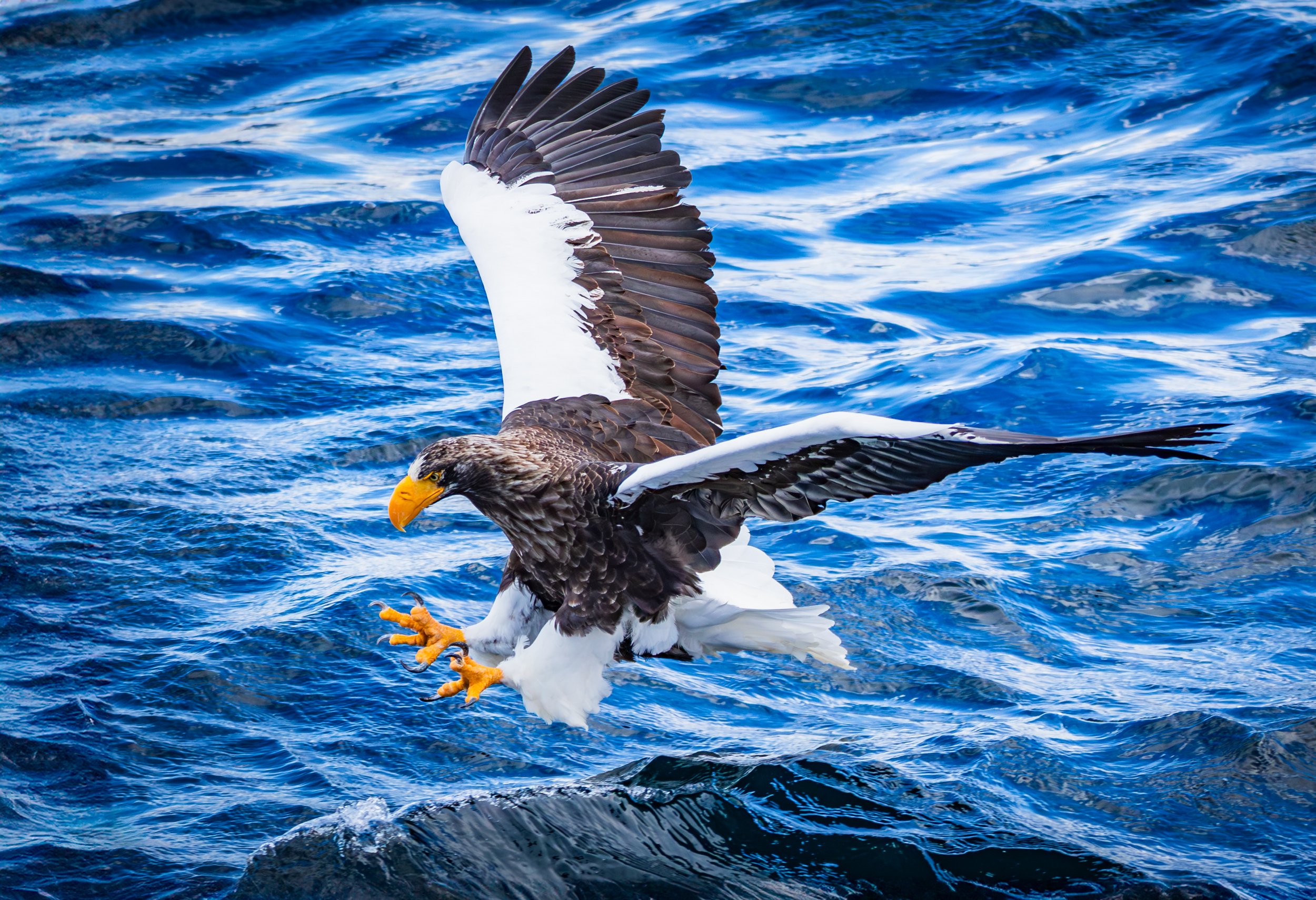 Steller's Sea Eagle 2