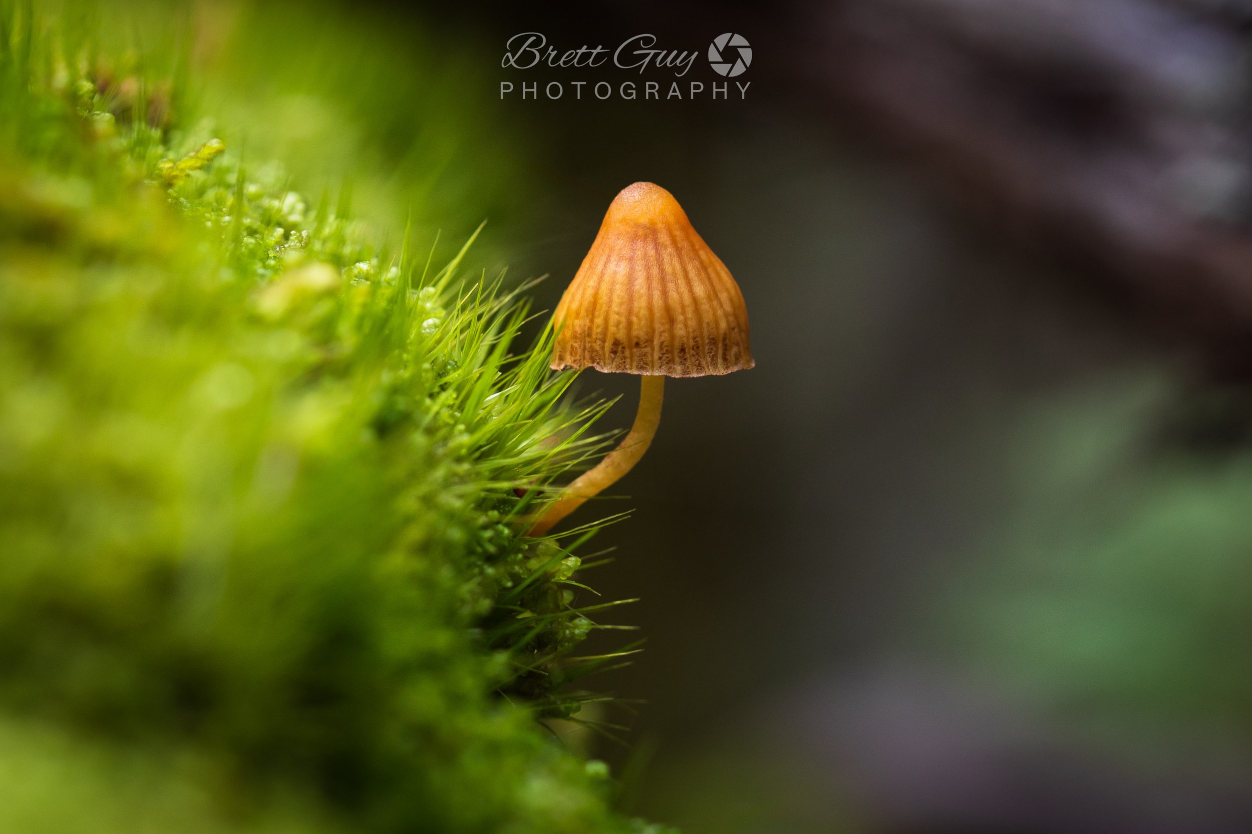 _40A2754-Edit.jpg