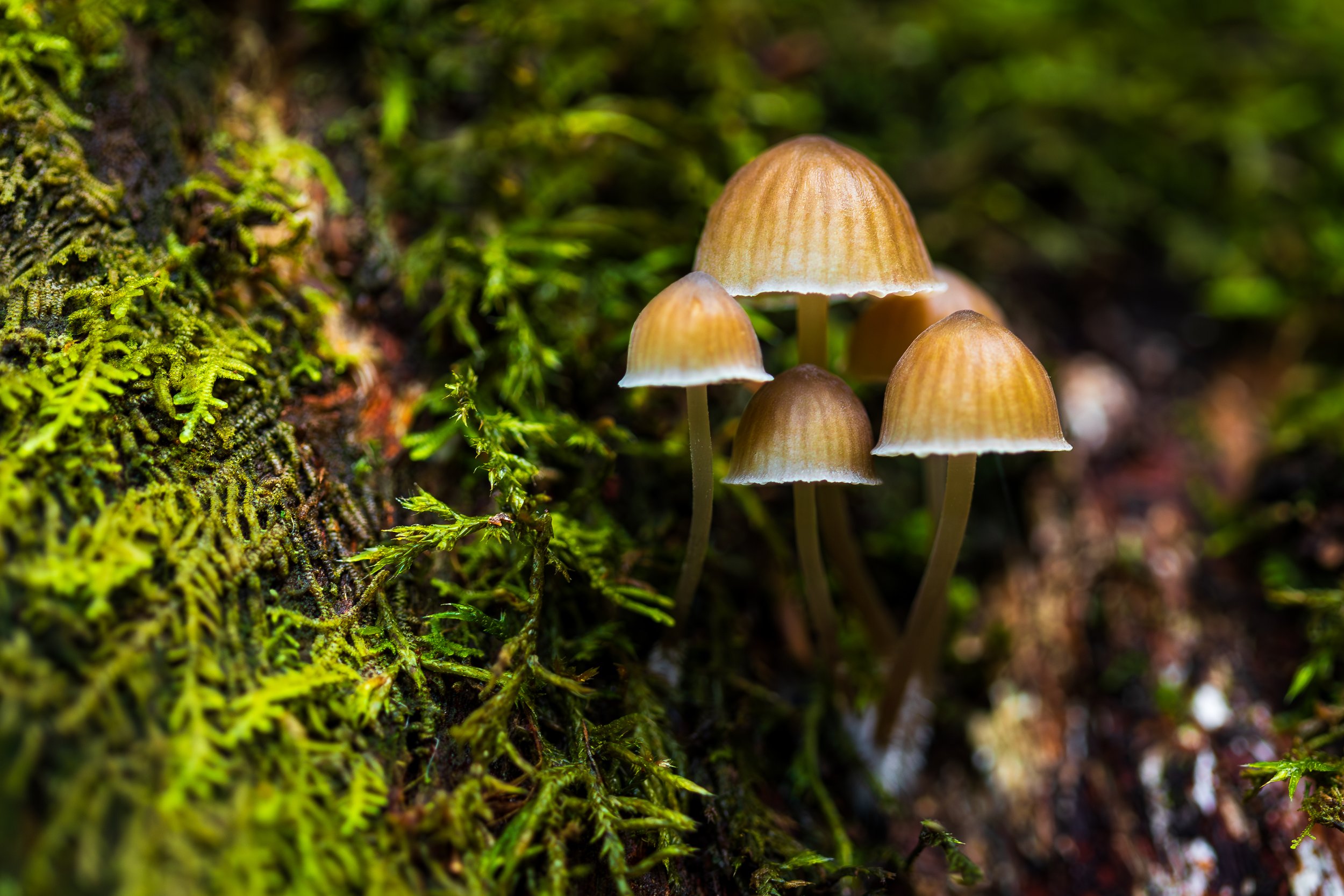 _40A1295-Enhanced-NR-Edit.jpg