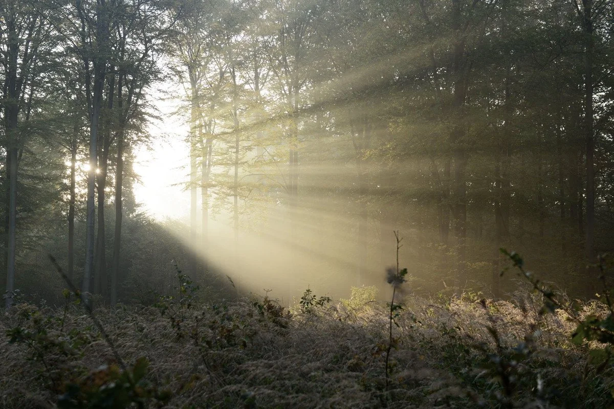Sunlight filtering through a quiet forest