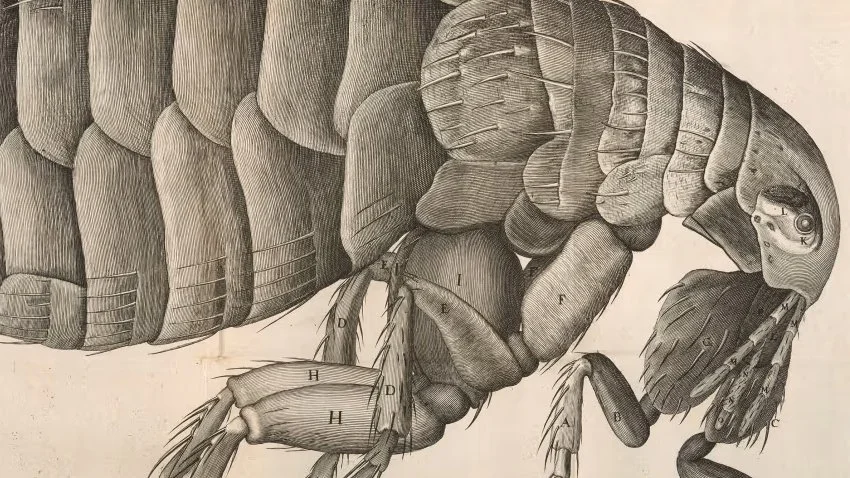 Drawing of a flea under a microscope from Robert Hooke's 1665 book Micrographia.