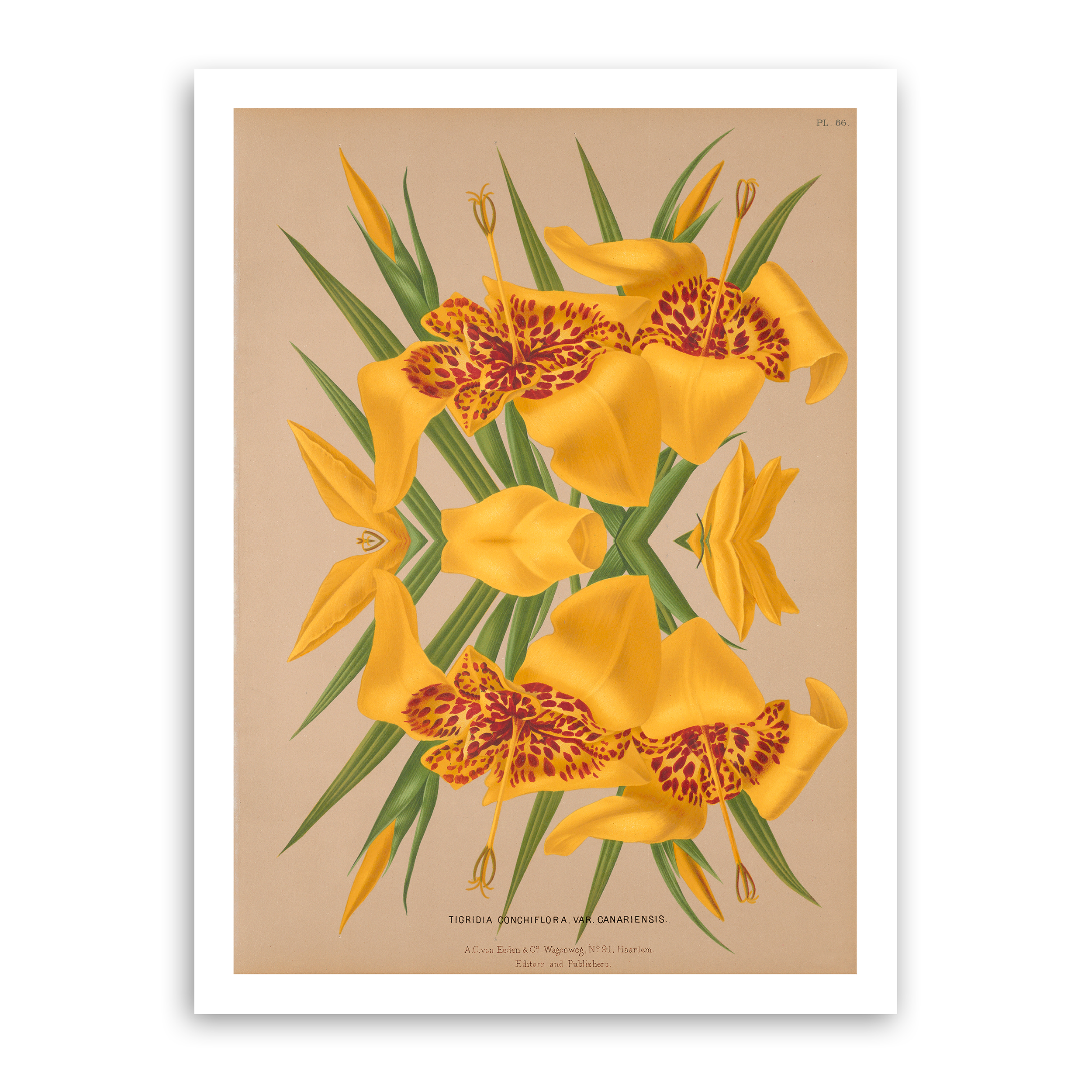 YELLOW RED 1.png