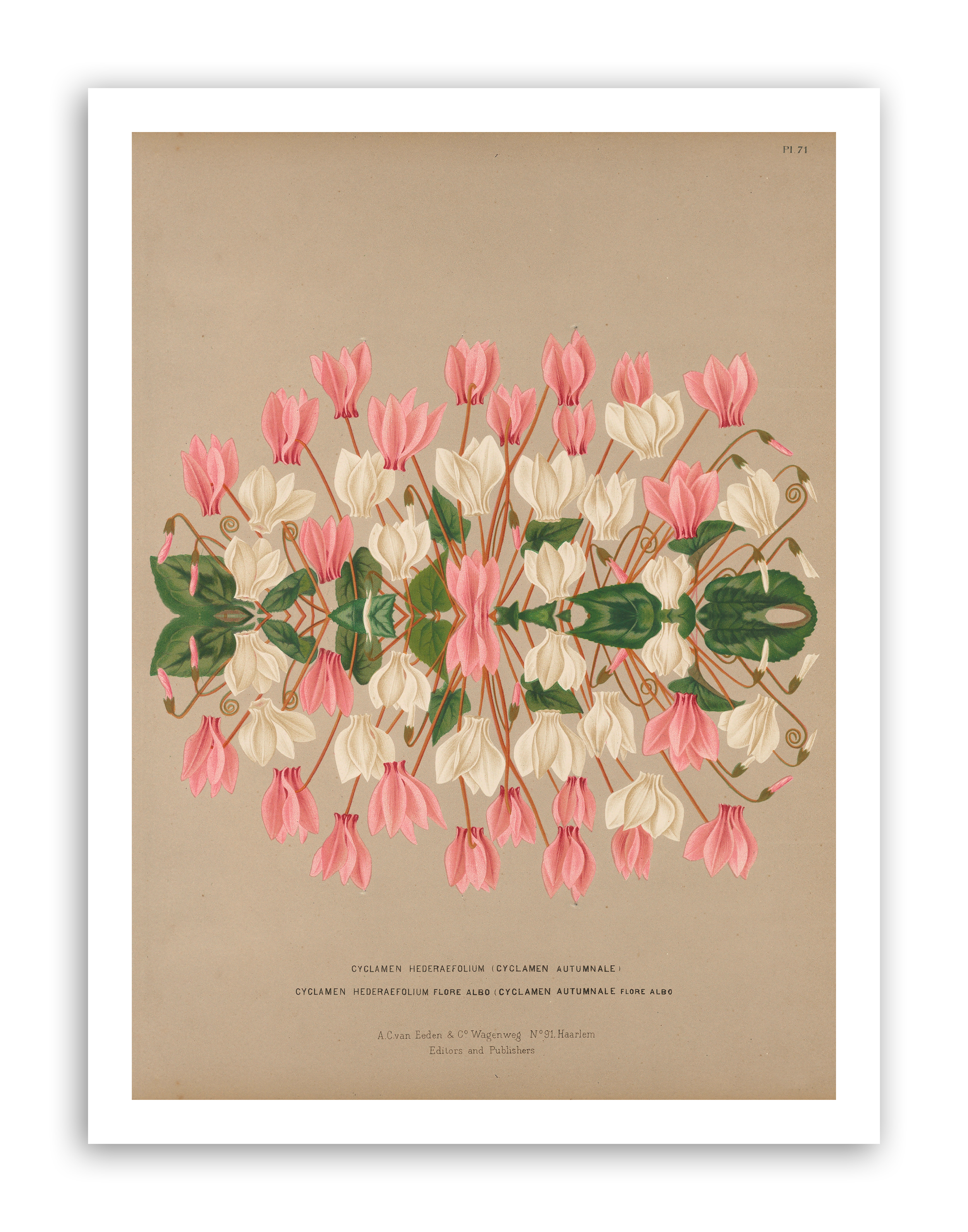 PINK WHITE DS 3000.png