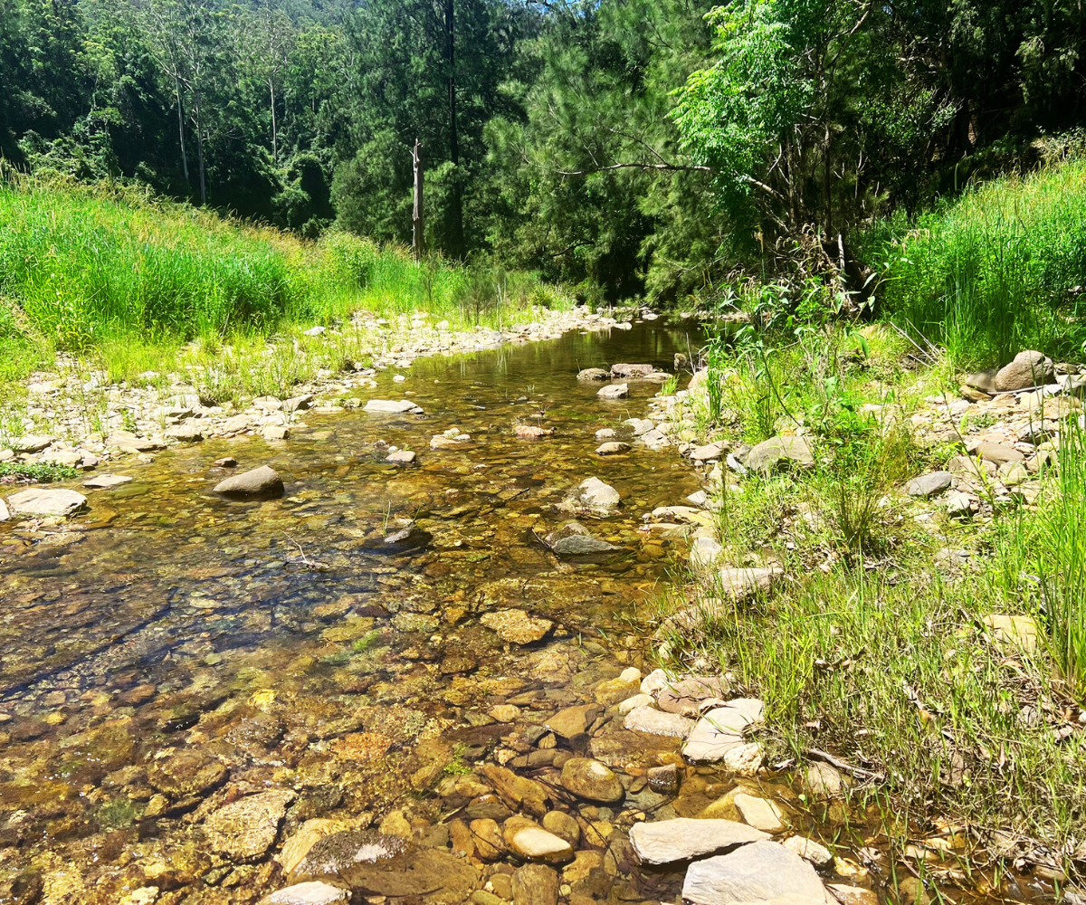 NV5 - Upper Buckra - Jone's Bridge, Buckra Bendinni Creek - Macro (May 2026)