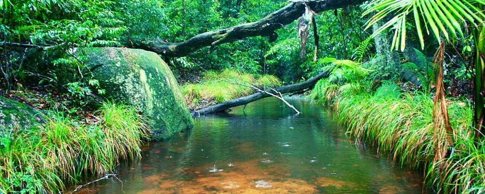 5_walks for wellness OzGREEN.jpg