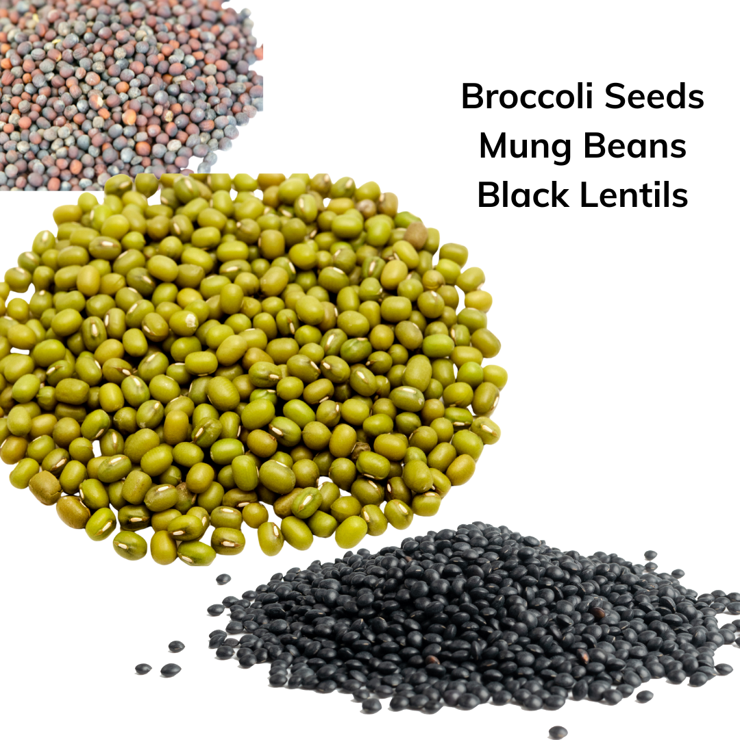 Broccoli – 100g Buckwheat – 160g Peas – 400g Radish – 200g Mung Beans – 500g Black Lentils – 200g (4).png