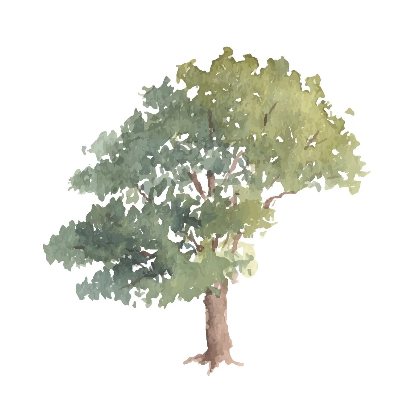 Tree-For-The-Future Membership