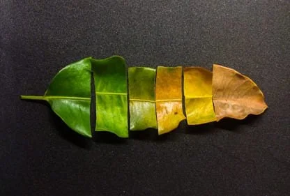 Agent Lifecycle Management (ALM).jpg