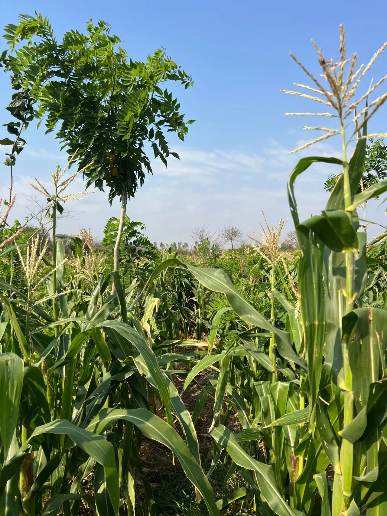 Layered agroforestry systems regenerate soil and address food insecurity by keeping roots in the ground year-round.
