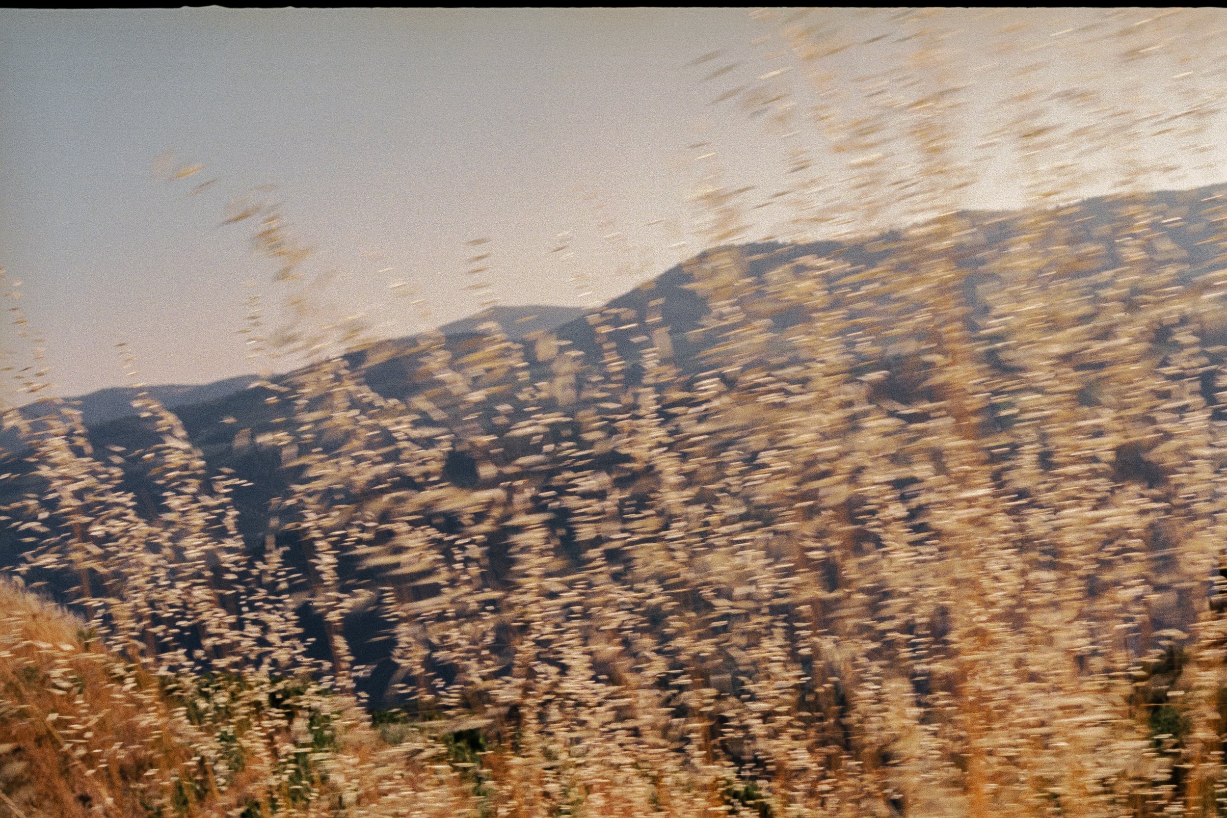 Dandelions in a field with mountains in the background during sunset.