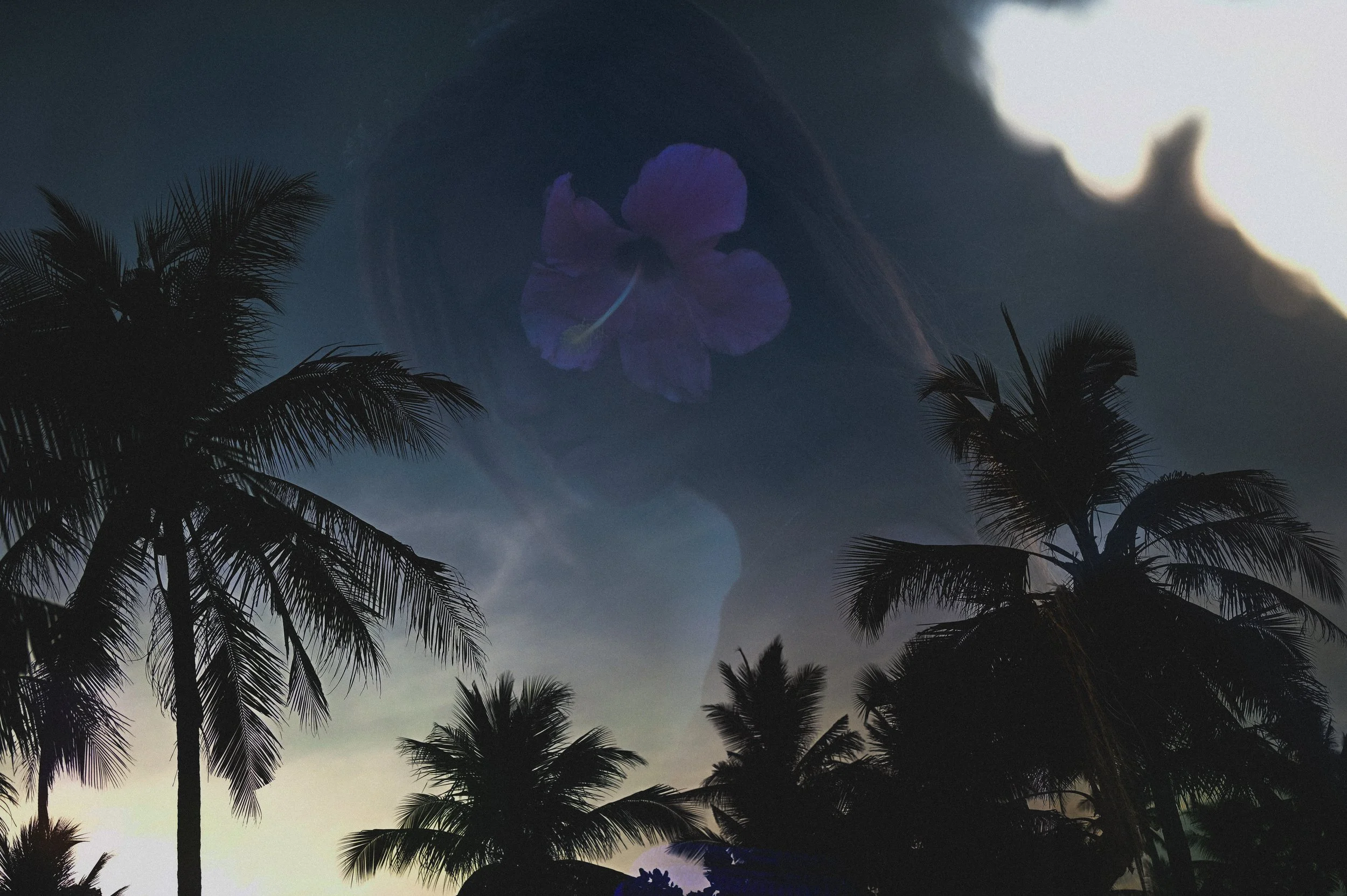 Silhouettes of palm trees against a partly cloudy sky during sunset or sunrise.