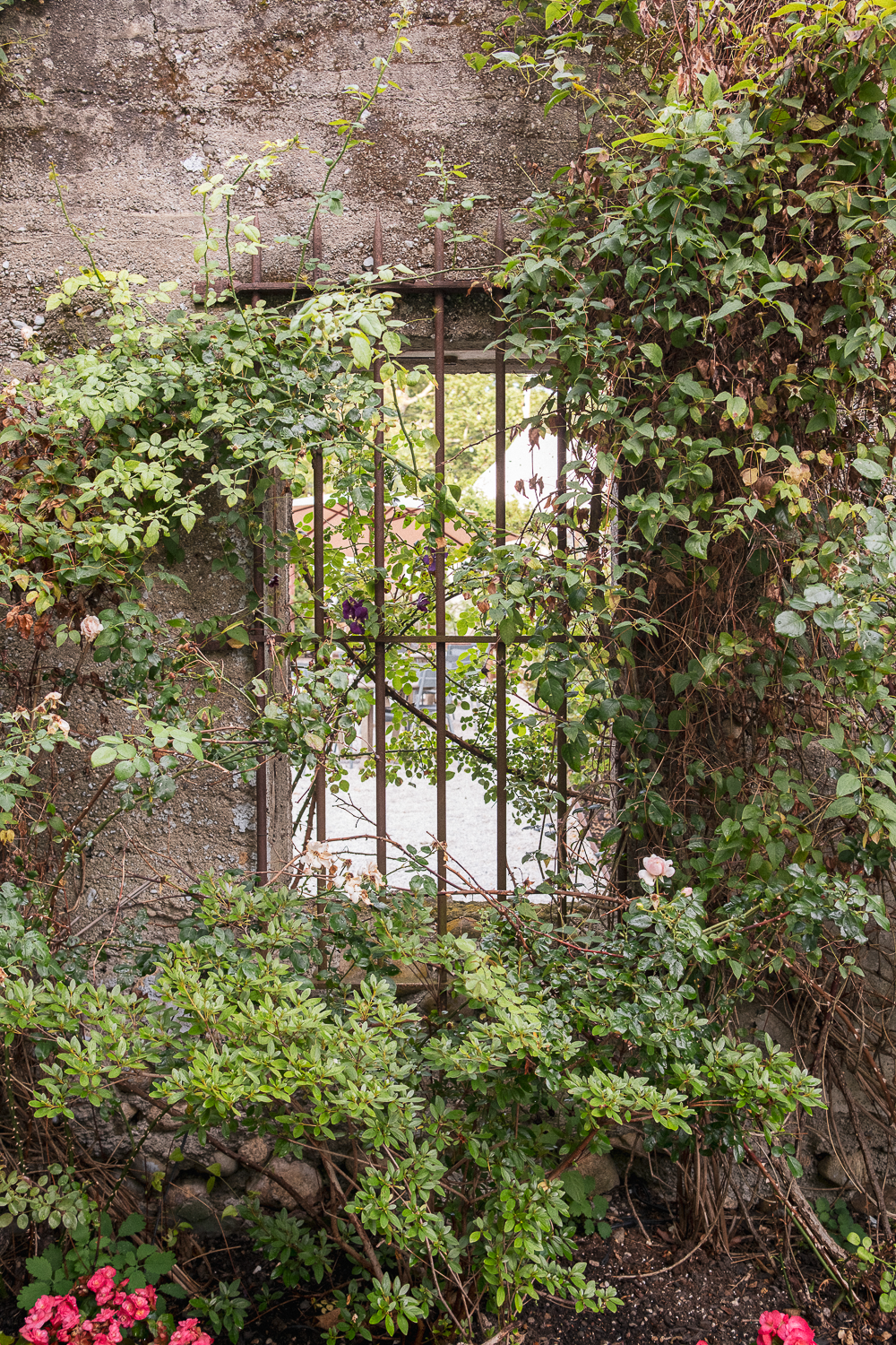 A stone wall with an iron gate, surrounded by overgrown ivy and flowering plants.