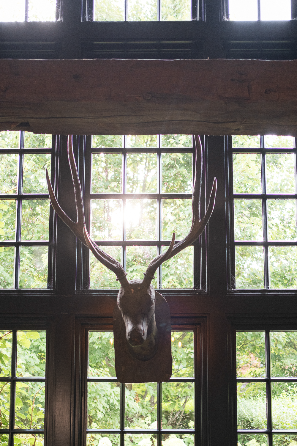 Deer head mounted on a wall with antlers, in front of large window with green trees outside, sunlight shining through.