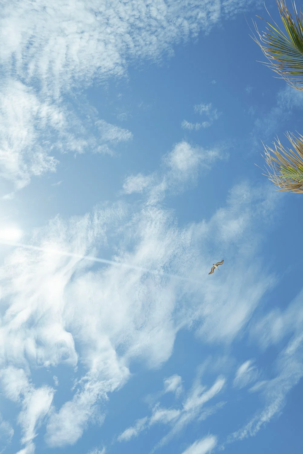 Blue sky with scattered clouds, a single bird flying, and part of a palm tree on the right side.