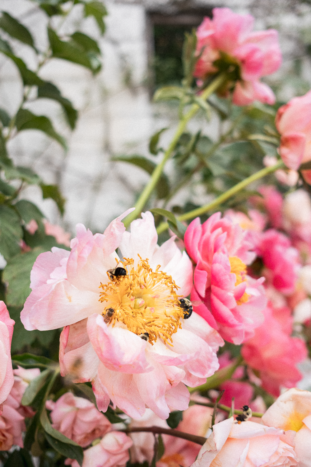 Pink and white flowers with bees collecting pollen.