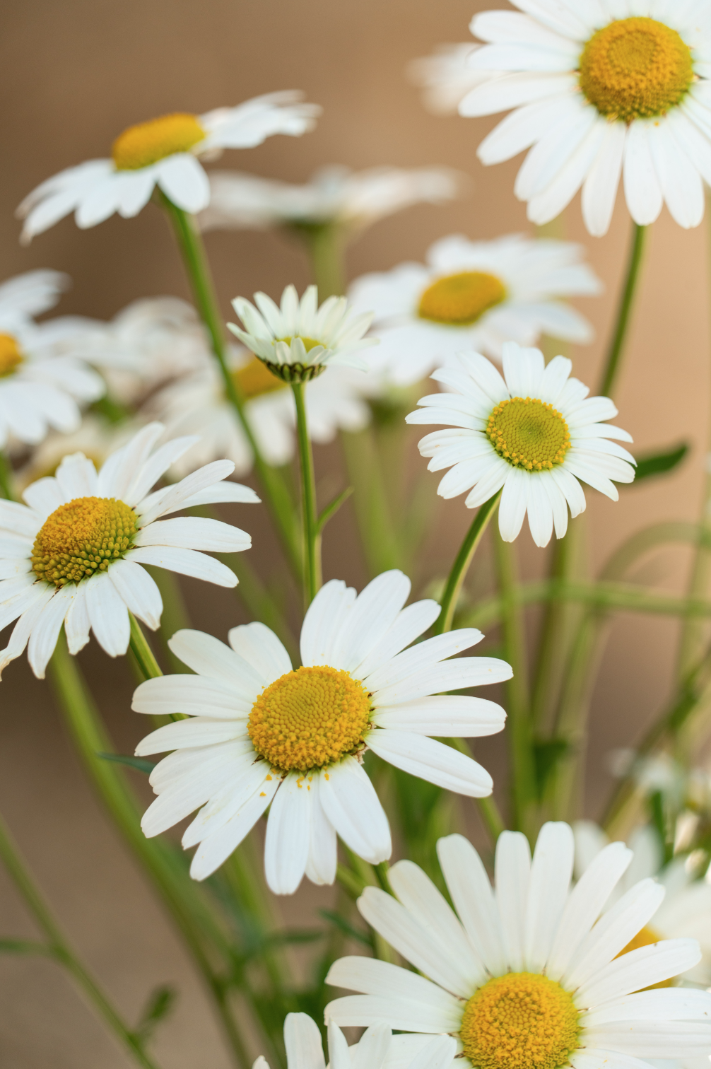 Capture d’écran 2024-04-23 à 11.15.24.png