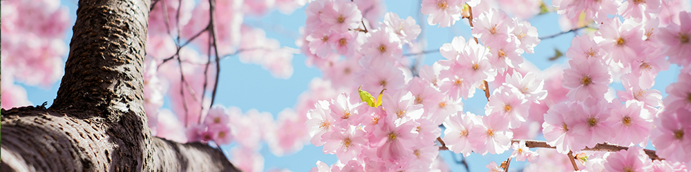 Spring is here! 